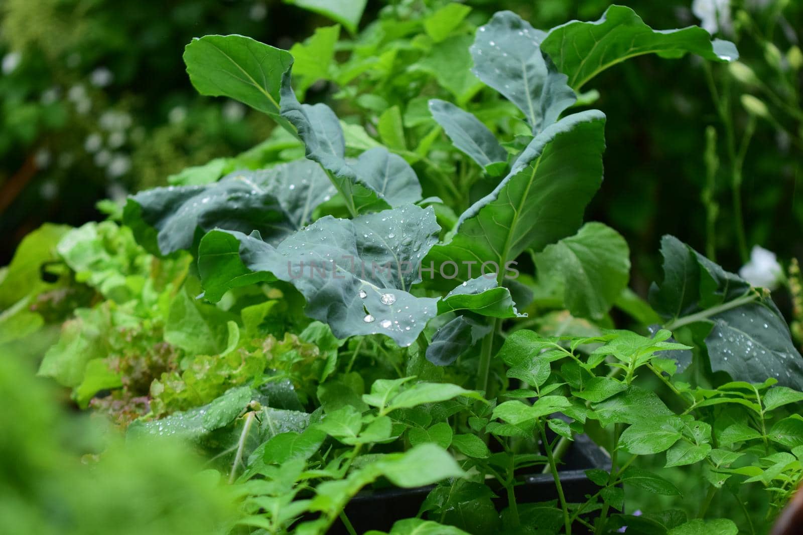 Mixed green growing vegetables outside in the rain