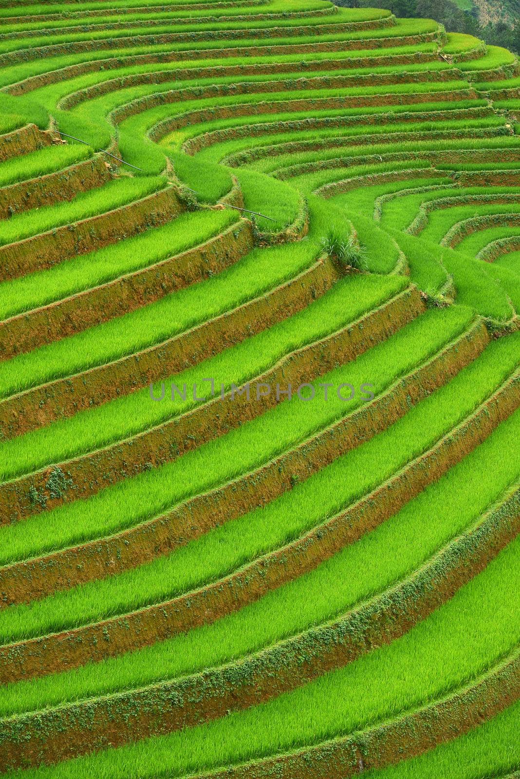 rice terrace from mu cang chai, vietnam