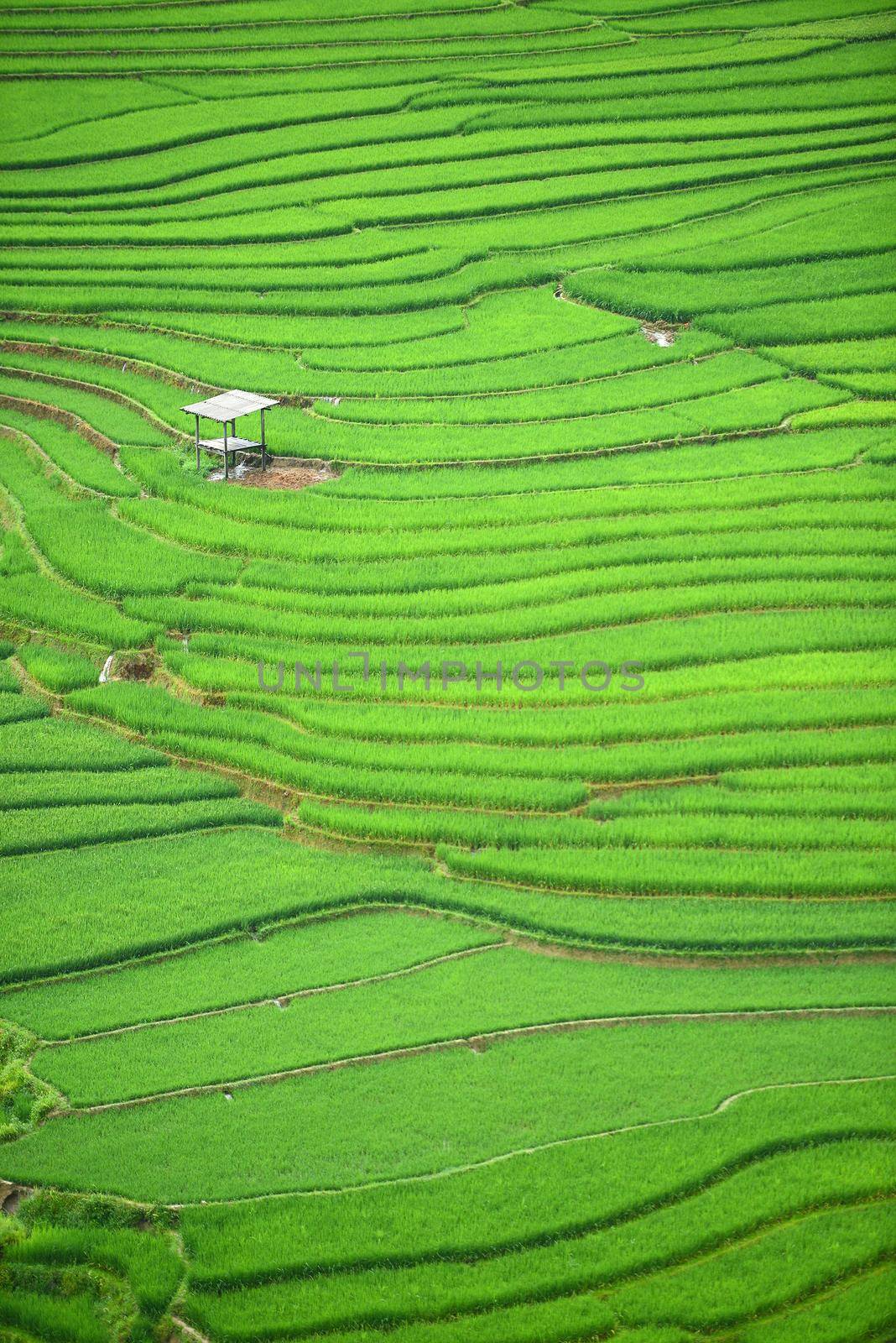 rice terrace from tule, vietnam
