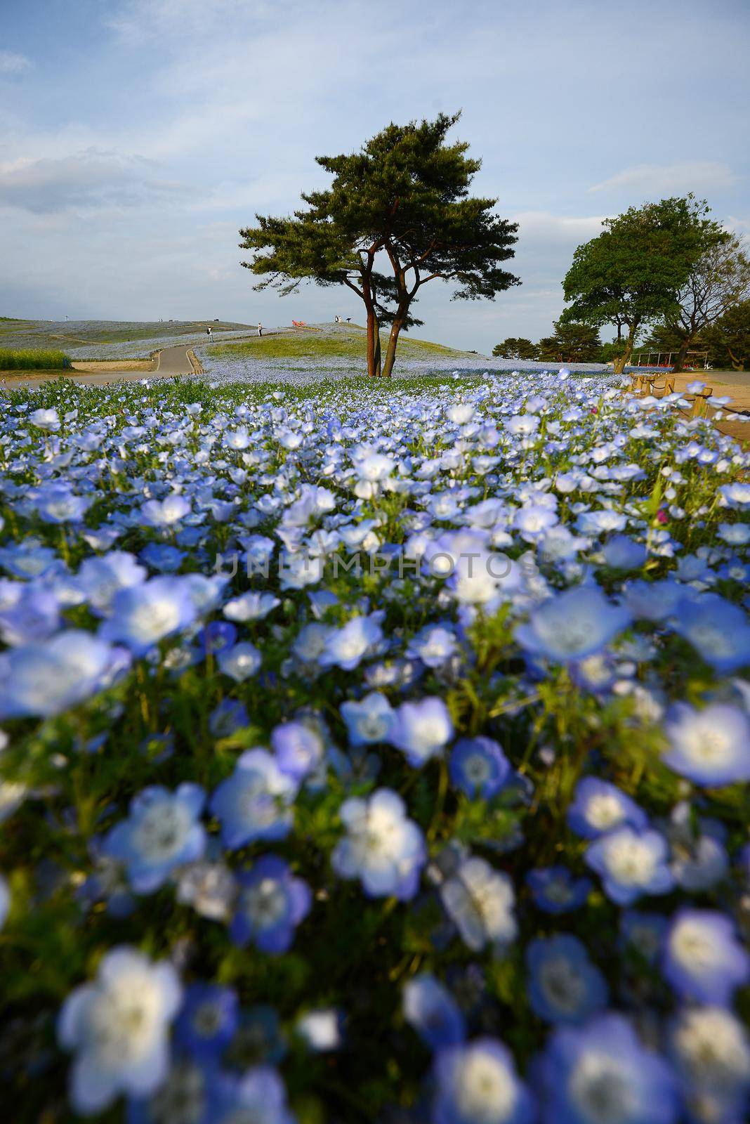 nemophila bloom in japan