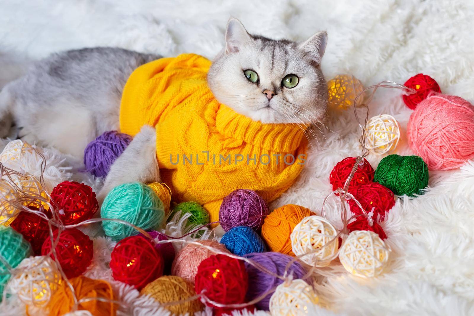 Close up of a funny white cat lies in a yellow sweater, on a white fluffy blanket with colorful balls of yarn.Look at camera. Copy space