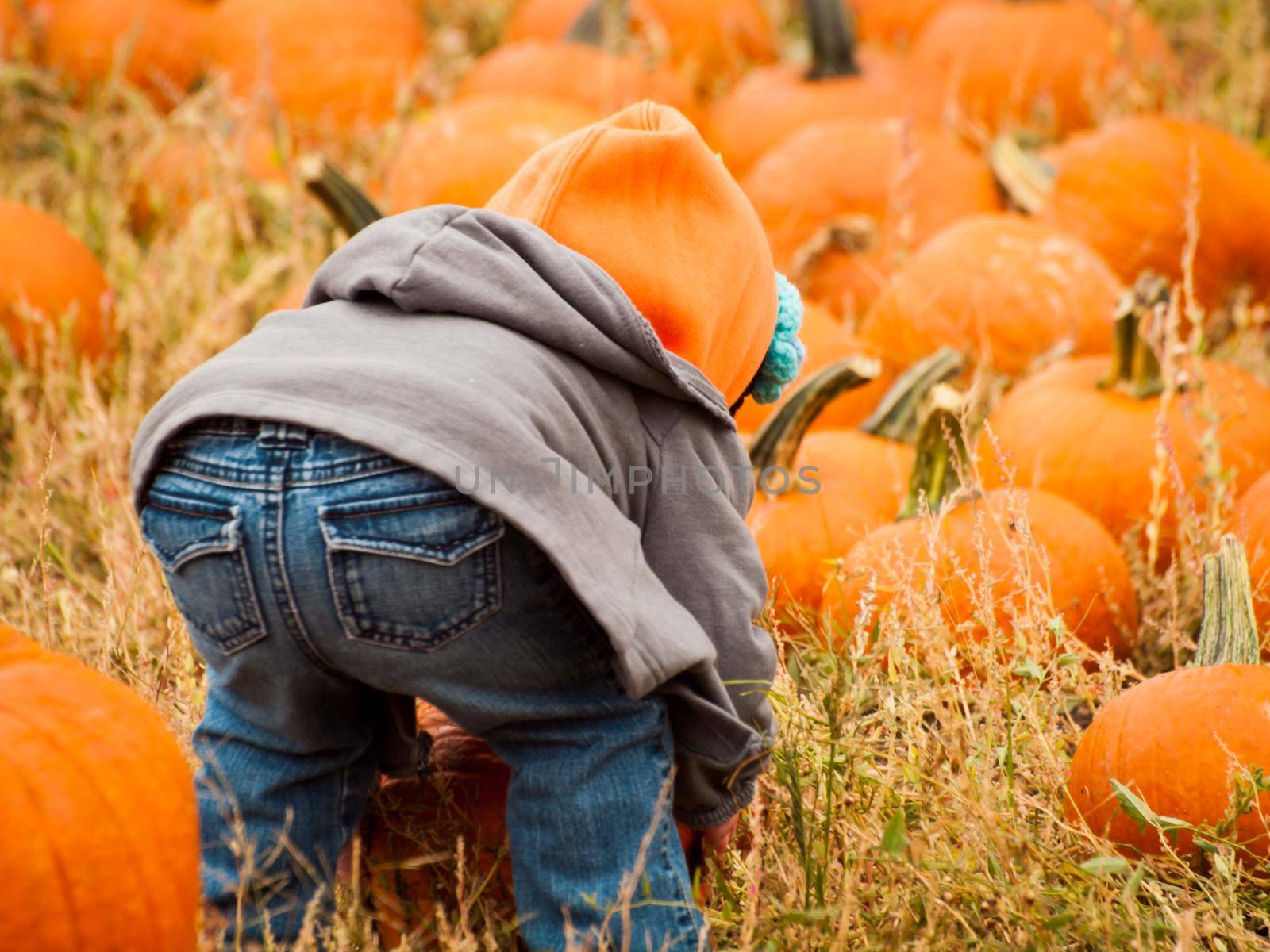 Little kid picking pumpkin at the pumpkin patch in early Autumn.