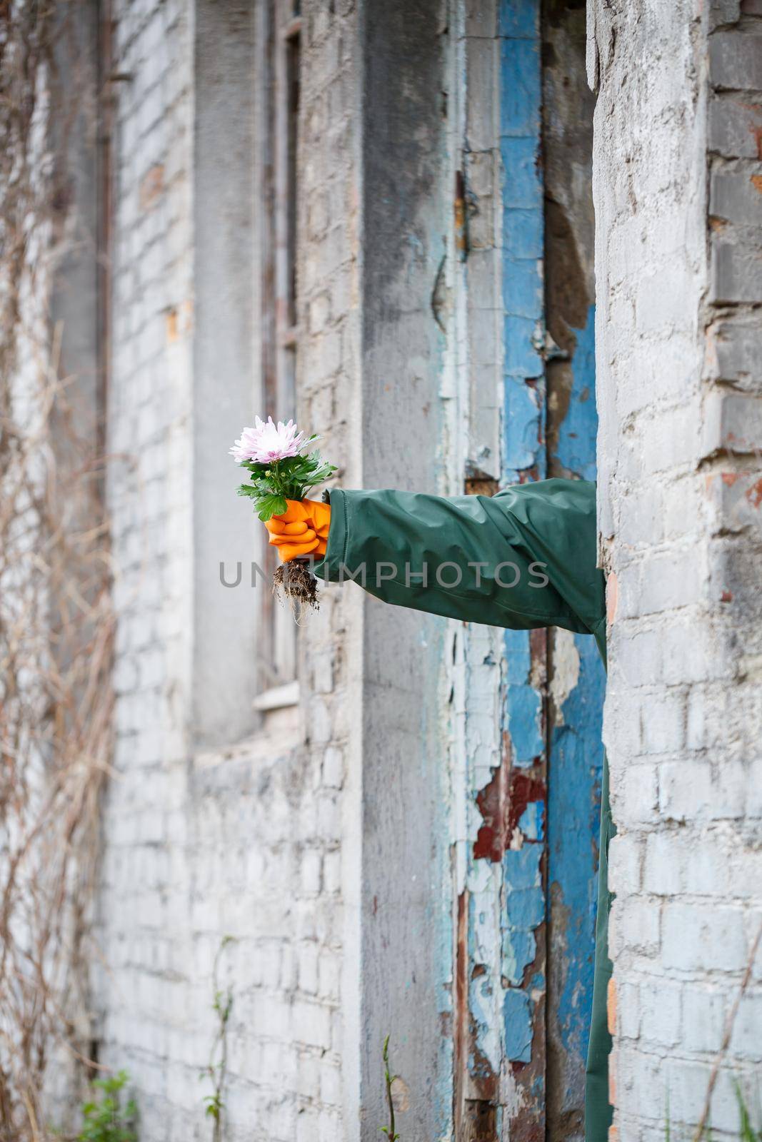 A man in a raincoat and gas mask collects a flower from a scorched, poisonous earth. Air pollution concept. Ecological catastrophy. by Dmitrytph