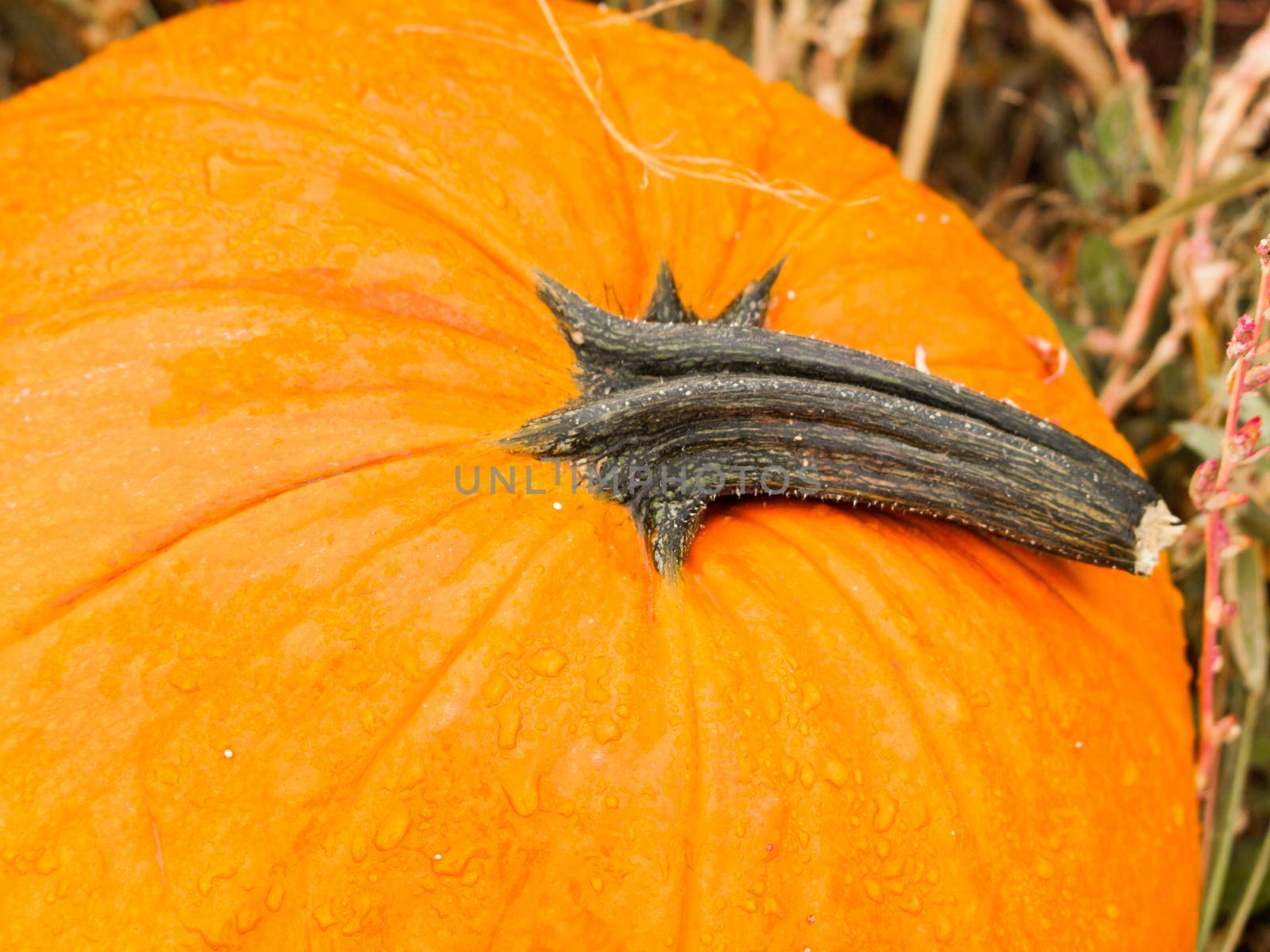 Big and little pumpkins at the pumpkin patch in aearly Autumn.