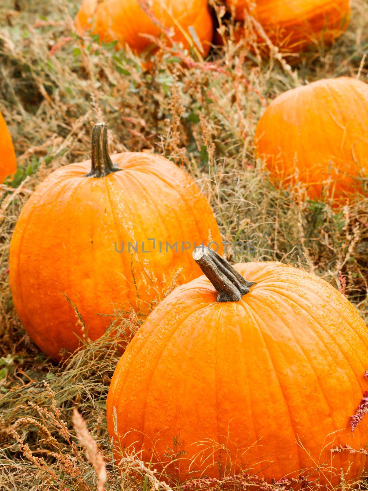 Big and little pumpkins at the pumpkin patch in aearly Autumn.