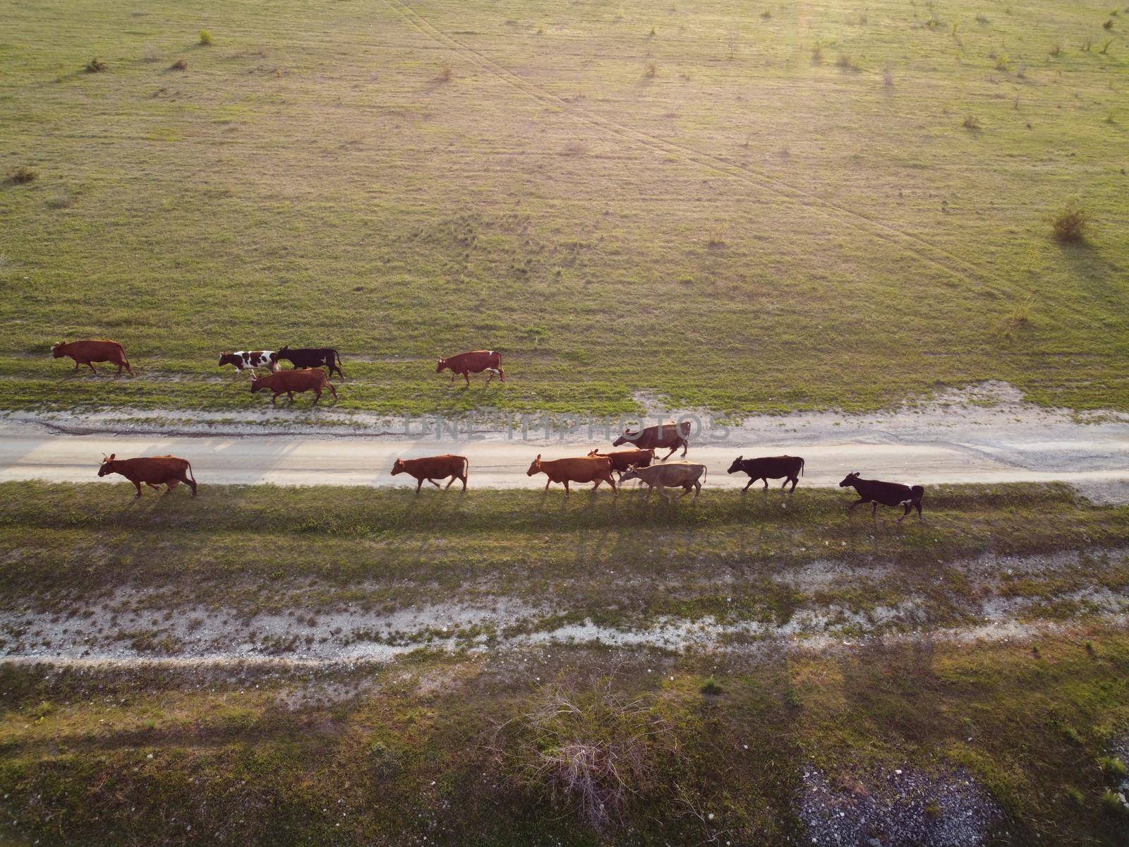 Flying over a small herd of cattle cows walking uniformly down farm road on the hill. Black, brown and spotted cows. Top down aerial view of the countryside on a sping sunset. Idyllic rural landscape