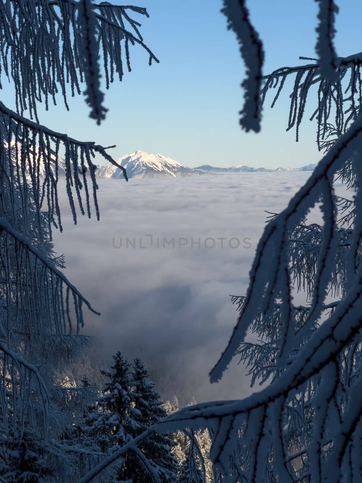 winter mountain landscape peaks and trees snow covered mobile photo by Chechotkin