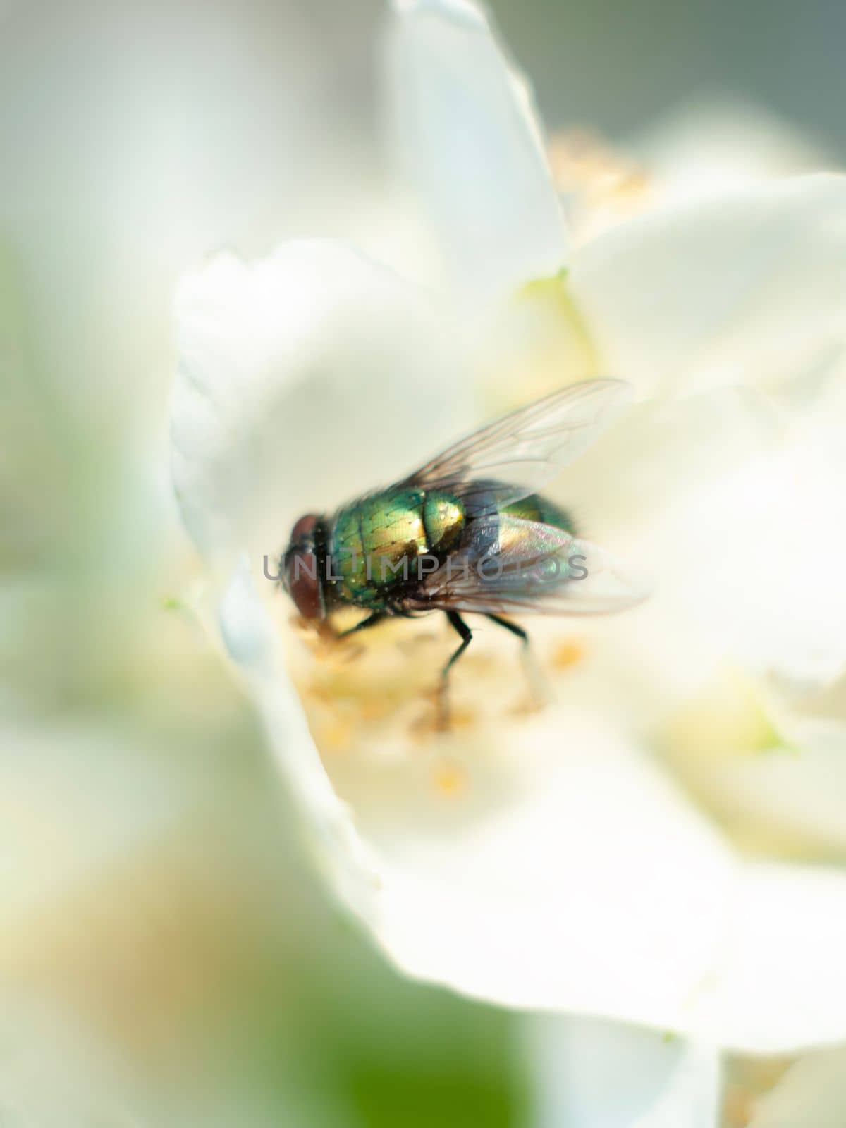 green fly sits on a jasmine flower and washes an insect in nature closeup. High quality photo