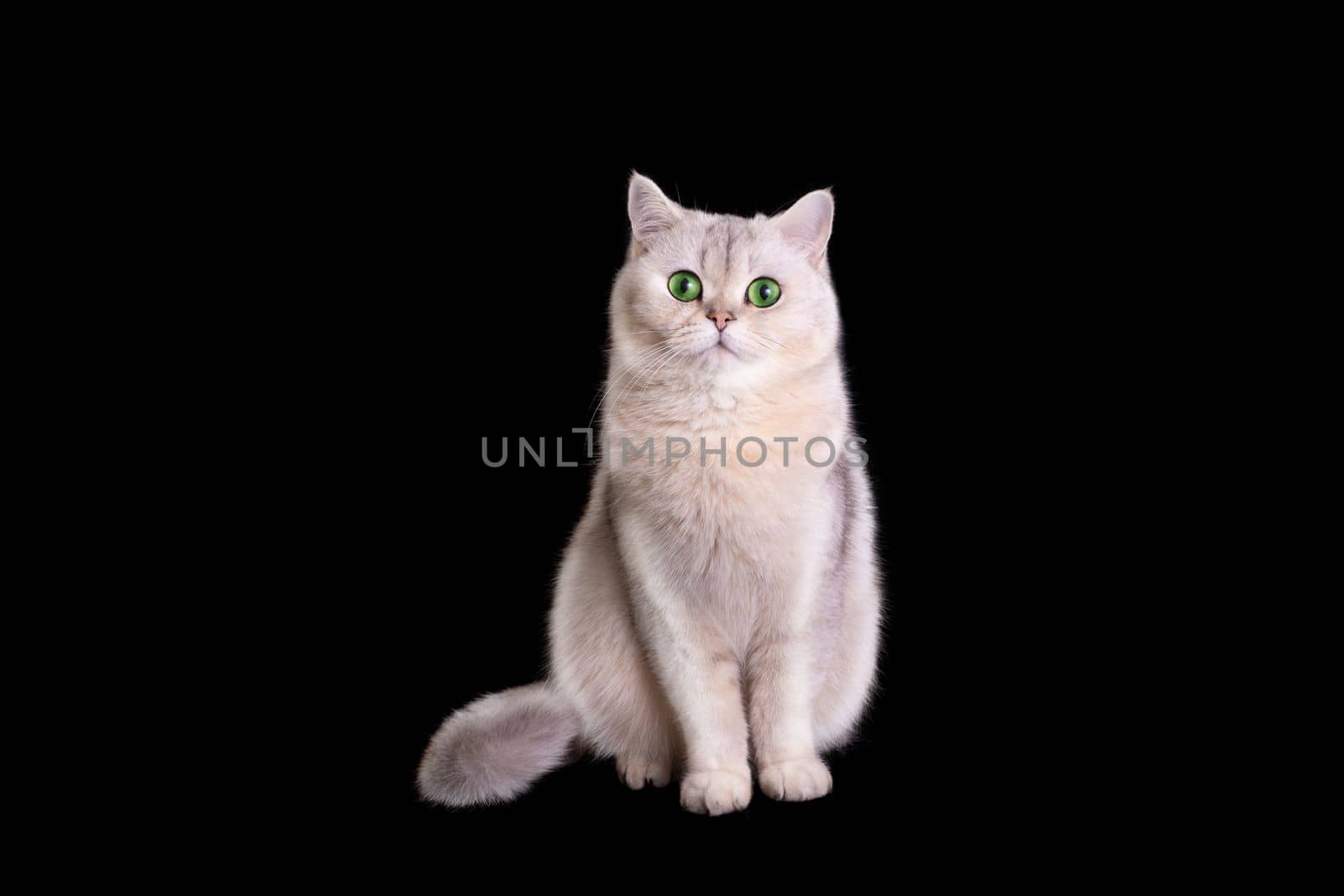 A cute white british cat sits on isolated black background. Copy space