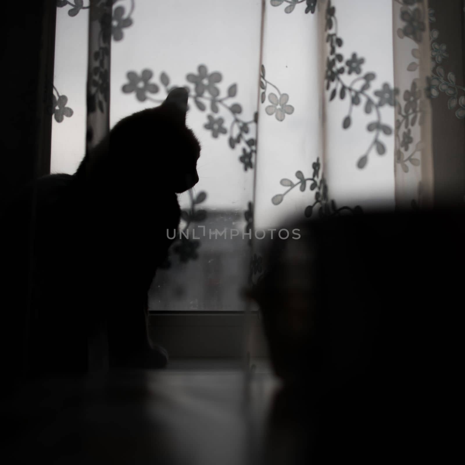 silhouette of a cat on the windowsill behind the curtain by Tanacha