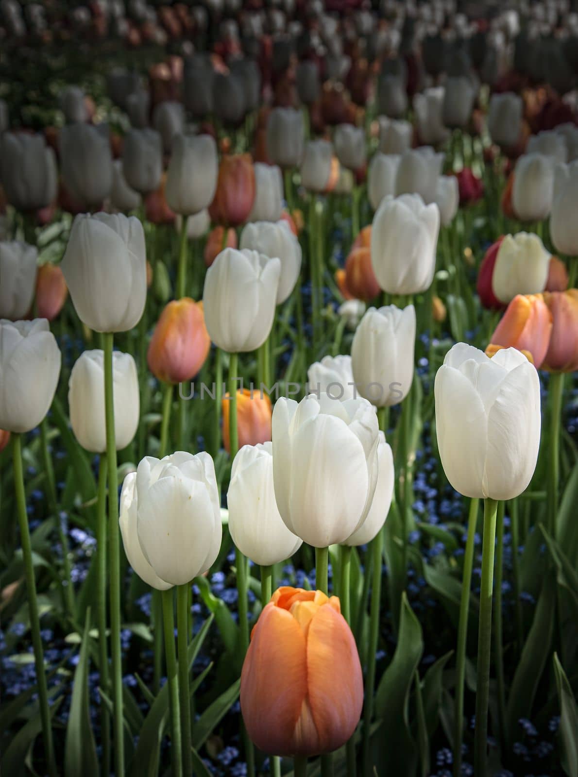 Delicate Spring flowering tulips in bloom