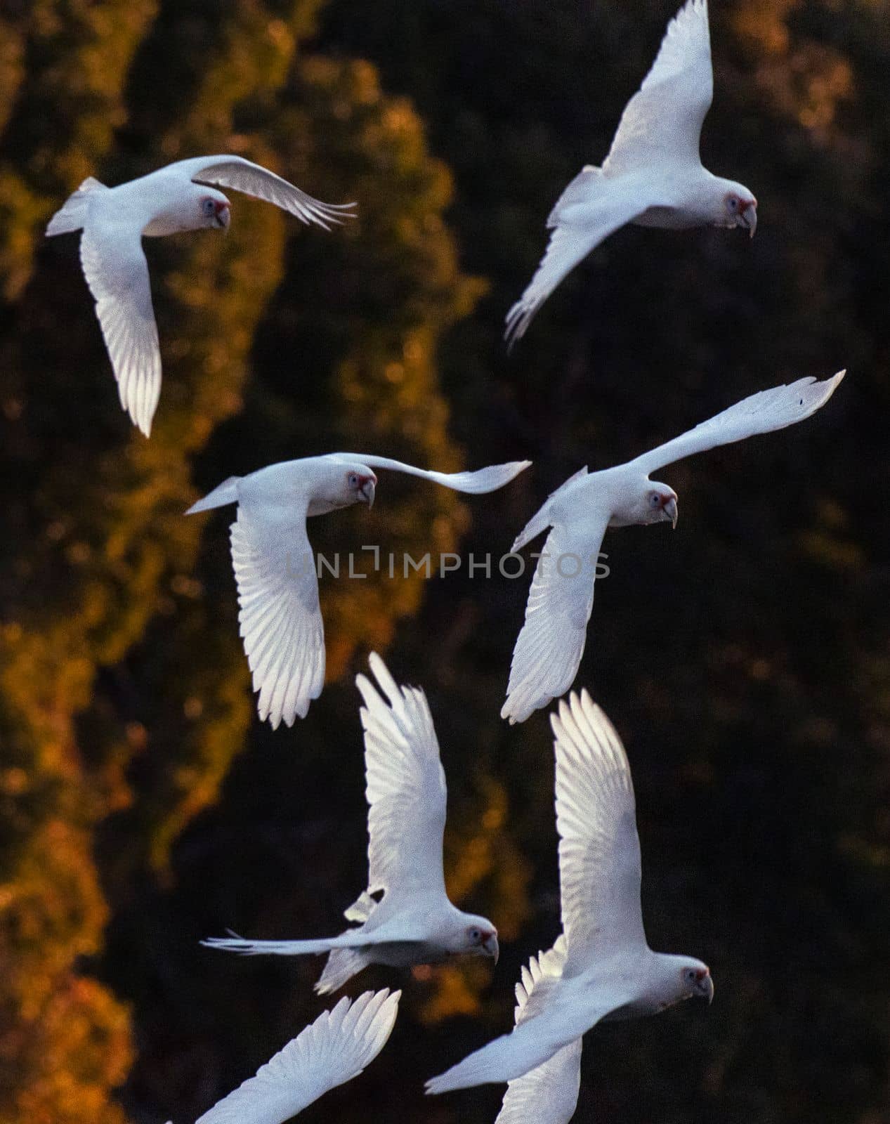 Portrait shot of a flock of little corellas in flight at sunset by StefanMal