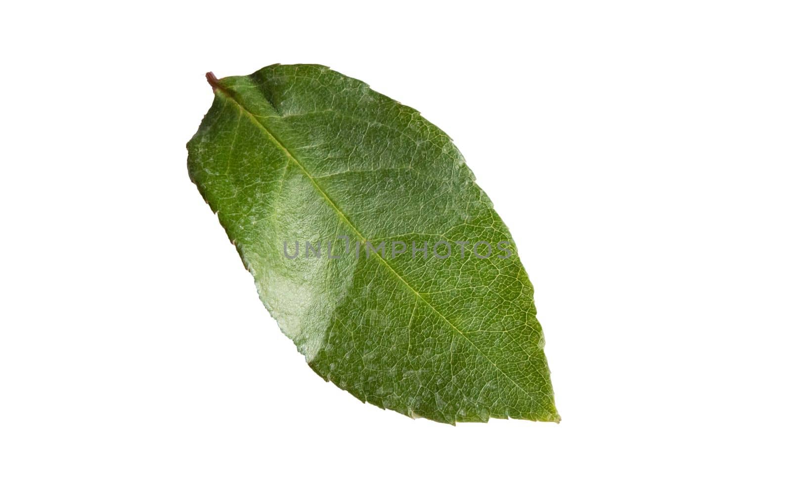 One green rose leaf on a white background, close-up, isolated by clipping.
