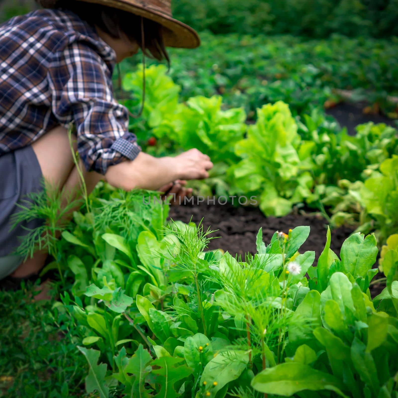 Young woman is involved in gardening work, planting plants, taking care of her vegetable garden, harvesting fresh herbs, spinach and lettuce. Farmer in a straw hat prepares the soil for the seedling.