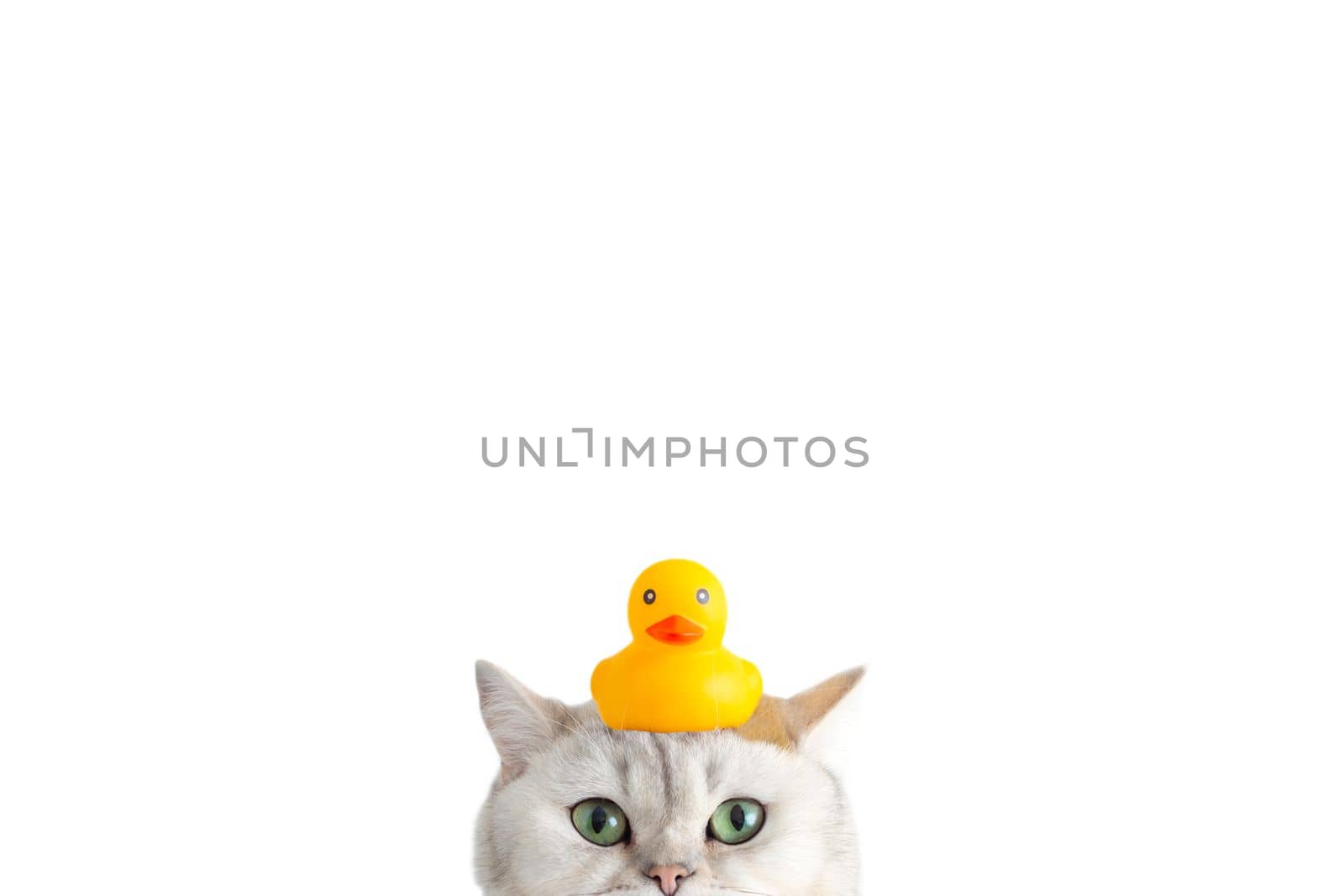 Funny white cat with a yellow rubber duck on his head, peeks out from below, on a white background. Close-up. copy space