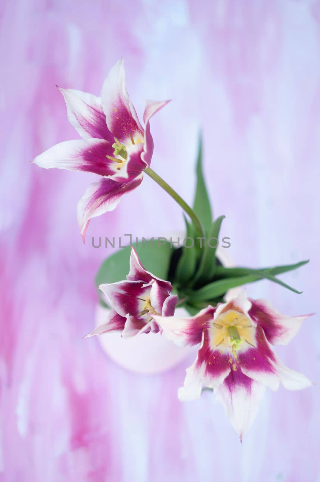Delicate pink tulips in a vase, spring still life, minimalist, floral background by KaterinaDalemans