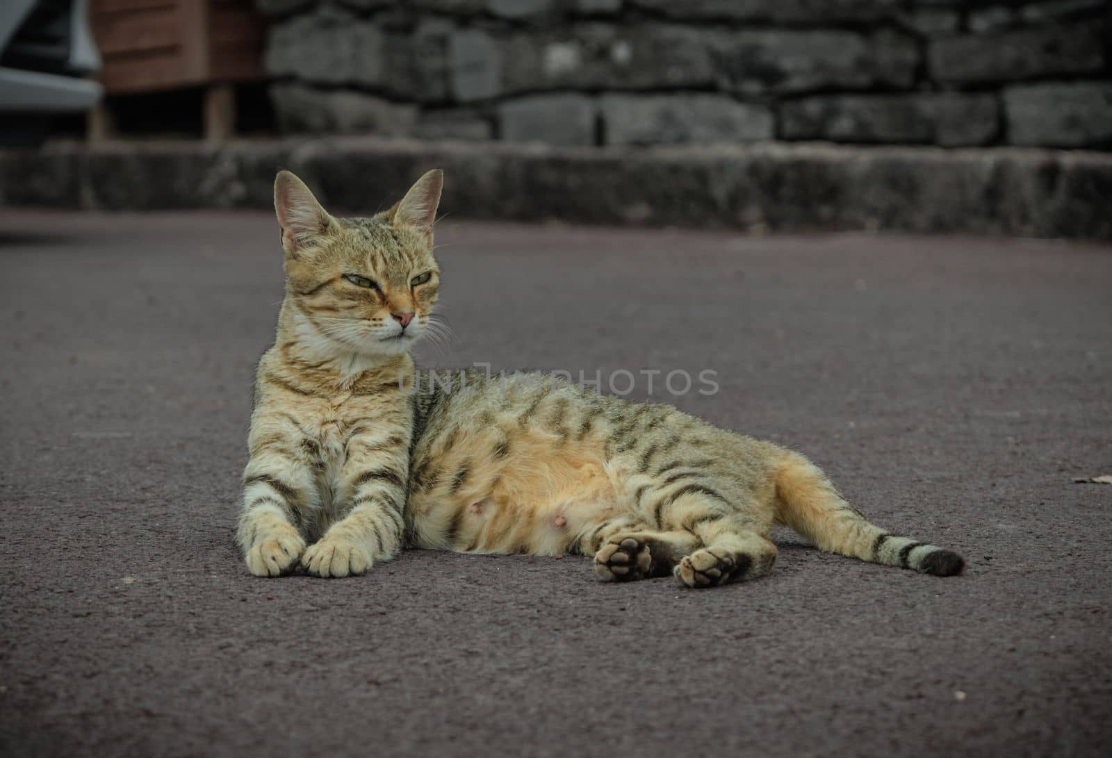 Portrait of Cute cat resting on ground. High quality photo