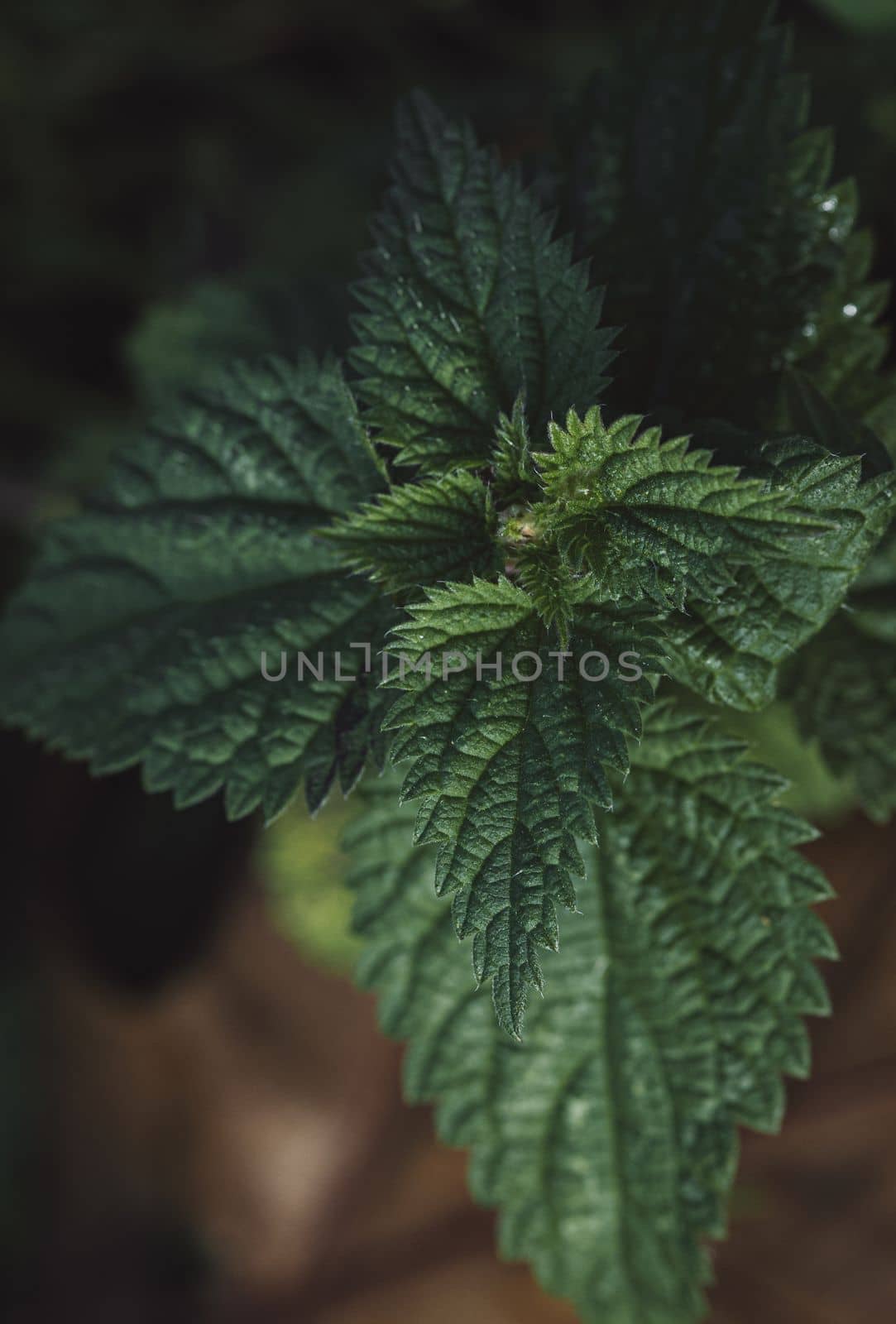 Beautiful nettle in nature . Bush of stinging-nettles. Nettle leaves. Top view.