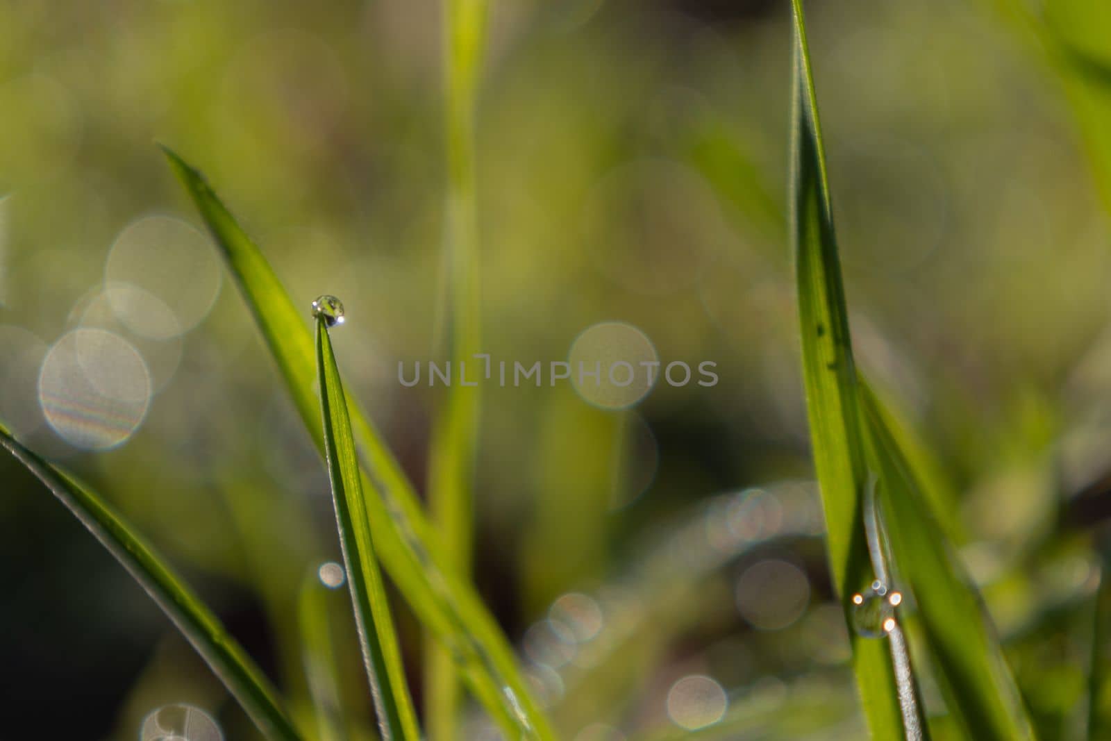 Morning in meadow. Morning dew on the grass. Defocused photo. Close up on dew