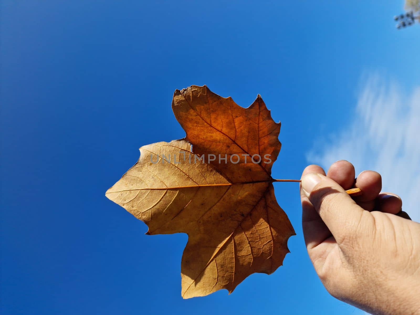 man's hand holding a tree leaf with the blue sky in the background. High quality photo