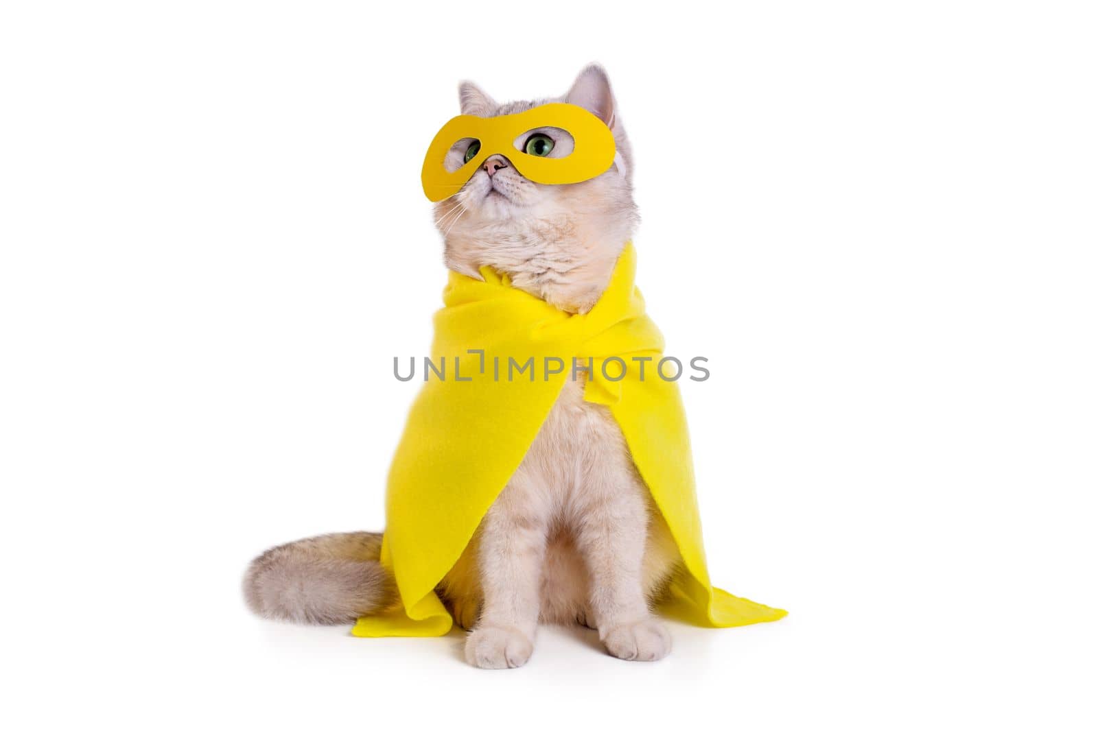Cute white cat in a yellow superhero costume: yellow mask and cape, sitting on a isolated white background, looking up