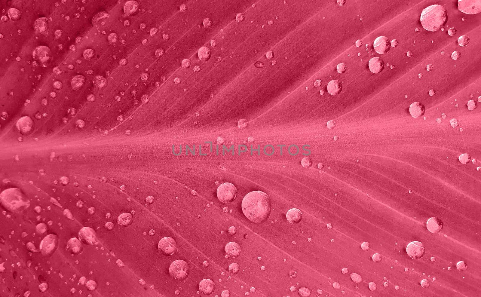 A sheet with raindrops macro photography, painted in the color of the year 2023 by Spirina