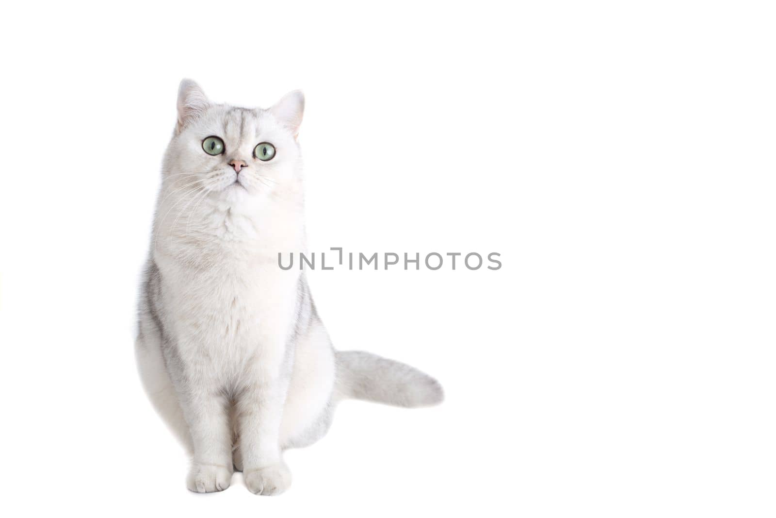 Cute white british cat, chinchilla color, sitting isolated on white background