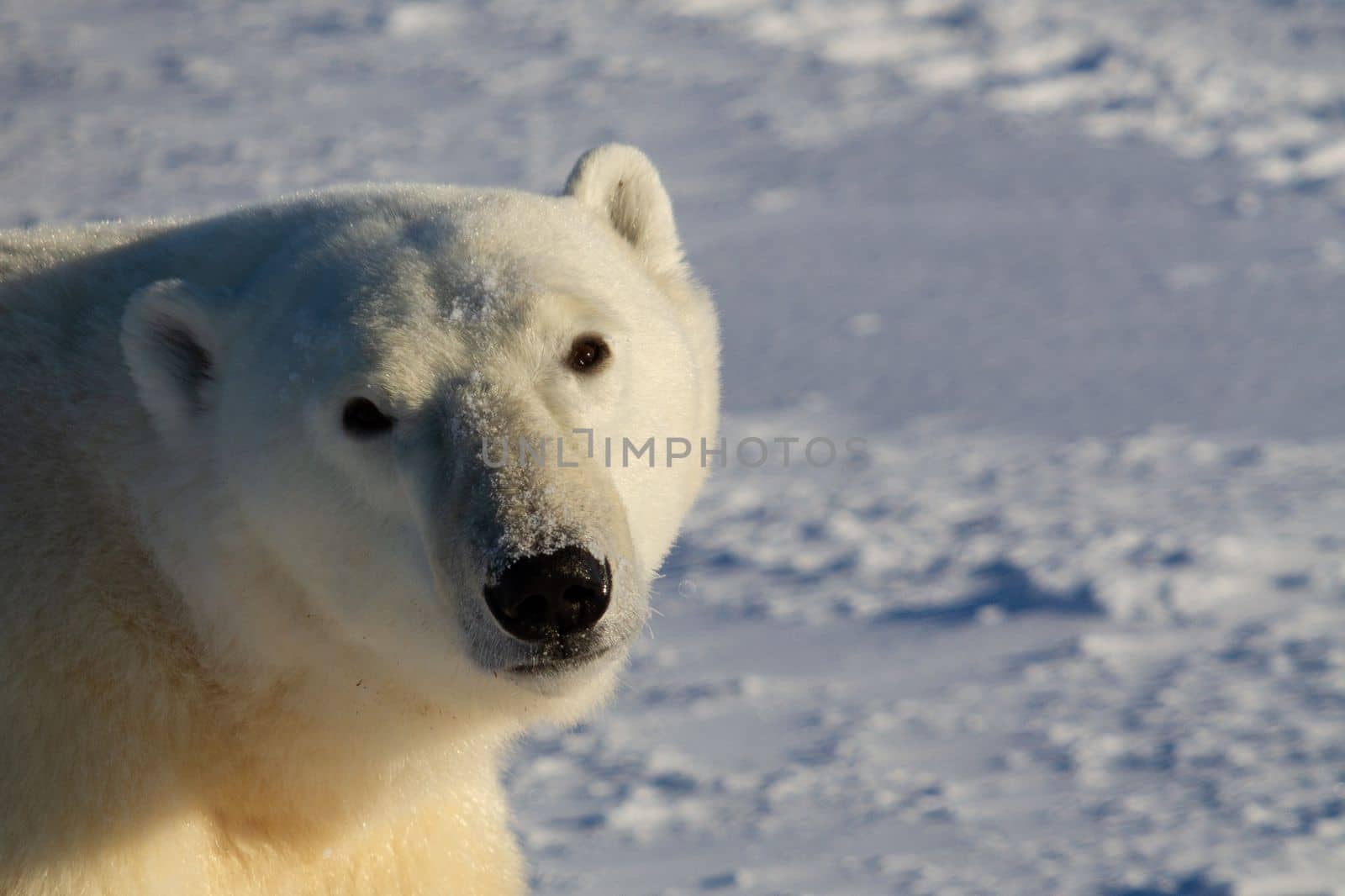 Closeup of a polar bear or ursus maritumus on a sunny day, near Churchill, Manitoba Canada by Granchinho