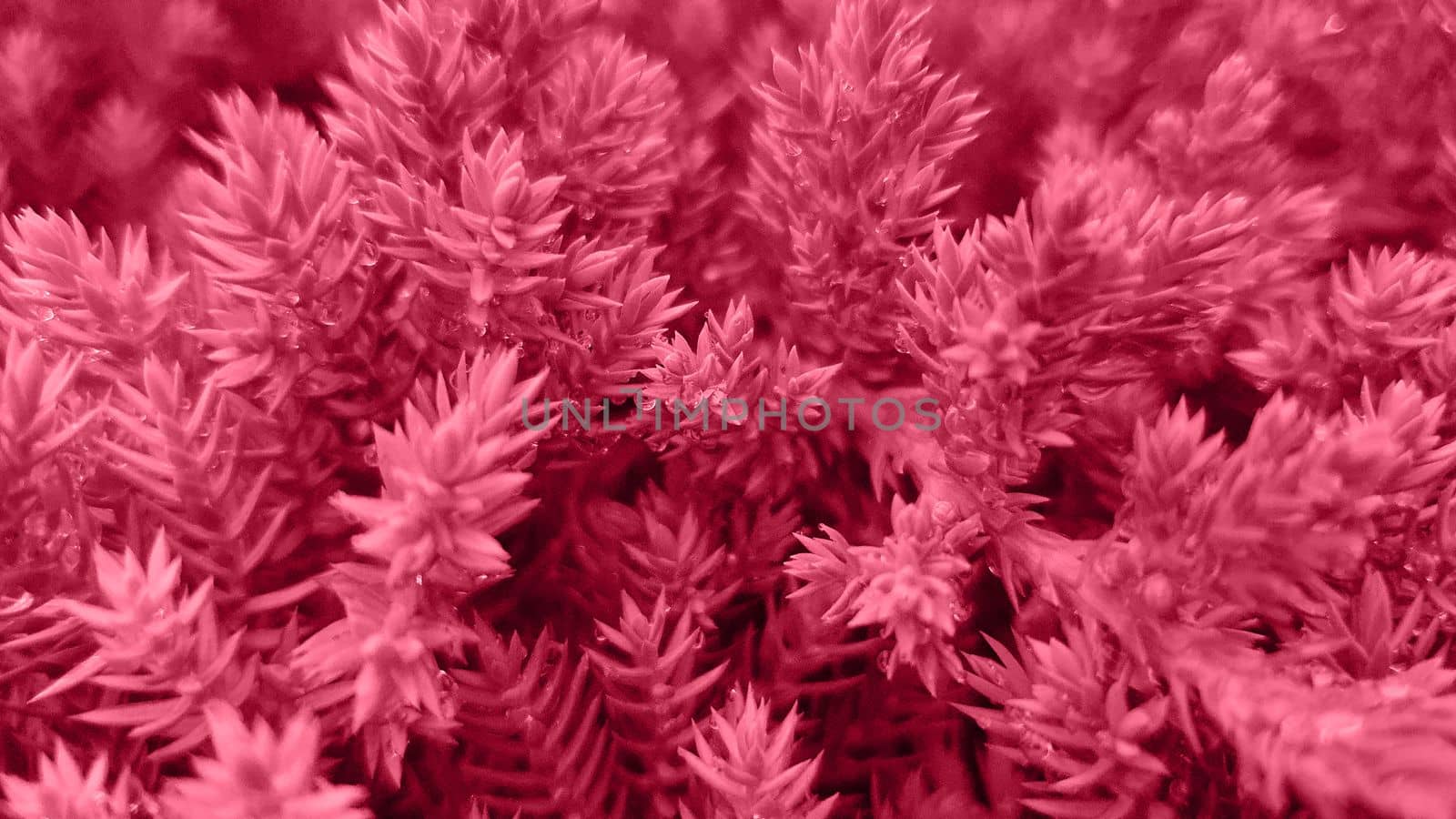 Coniferous tree macro photography, painted in the color of the year 2023 by Spirina