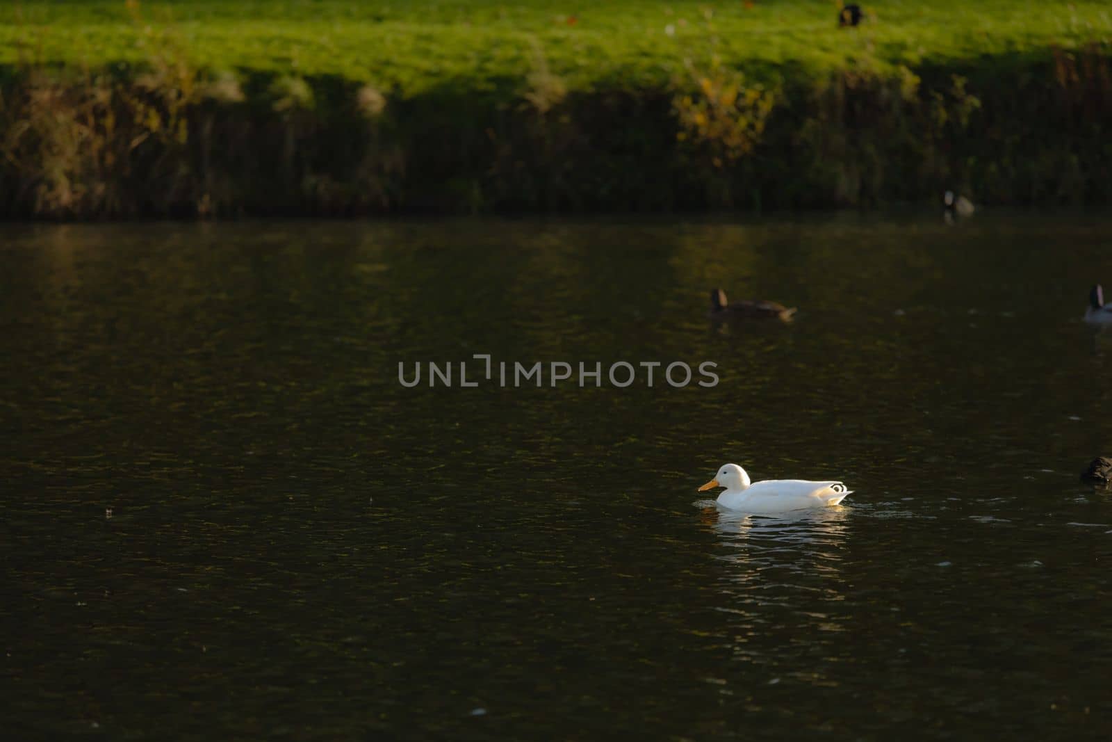 A Beautiful White Duck is Swimming on the Calm Waters of the Lake at Sunset
