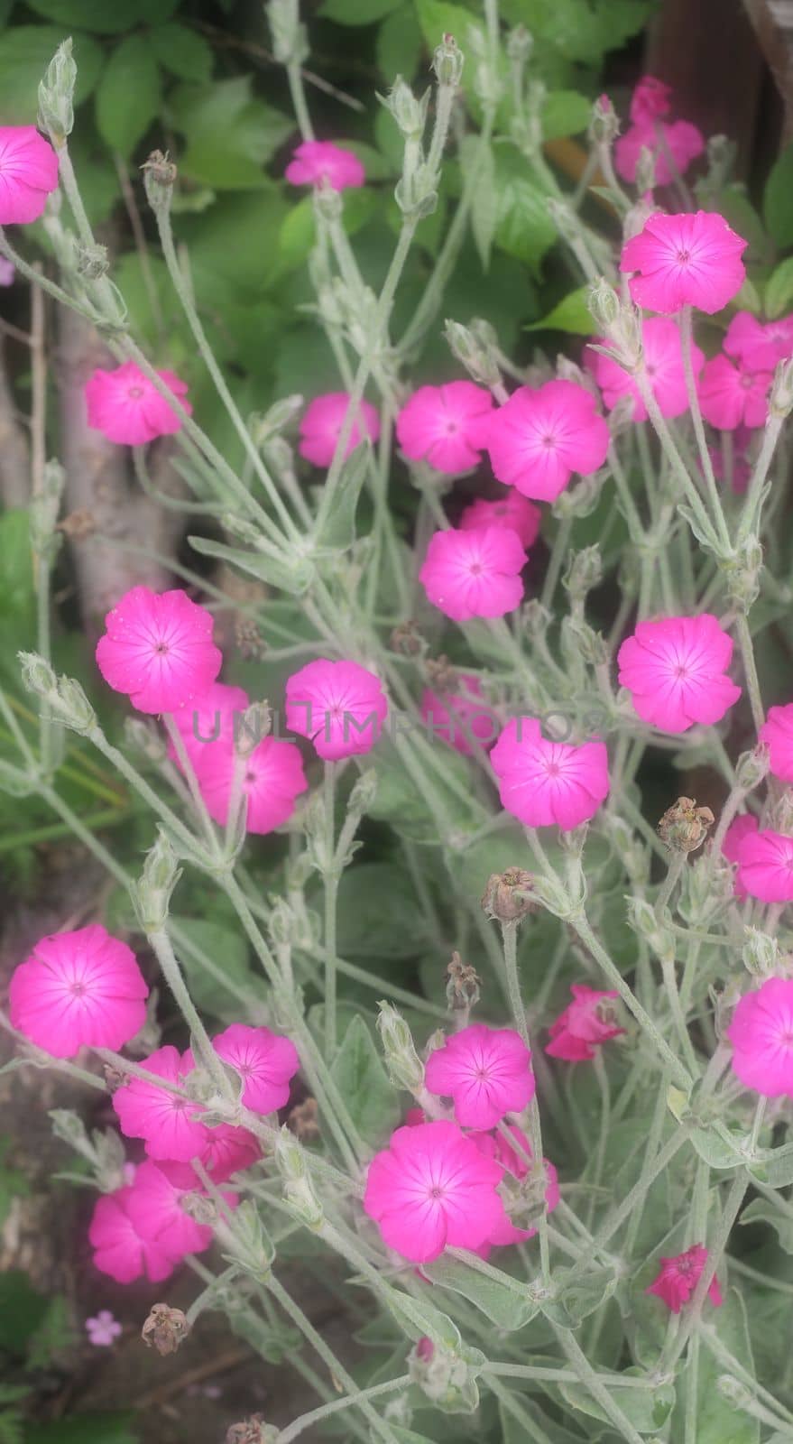 Rose Campion vivid pink flowers seen in close-up