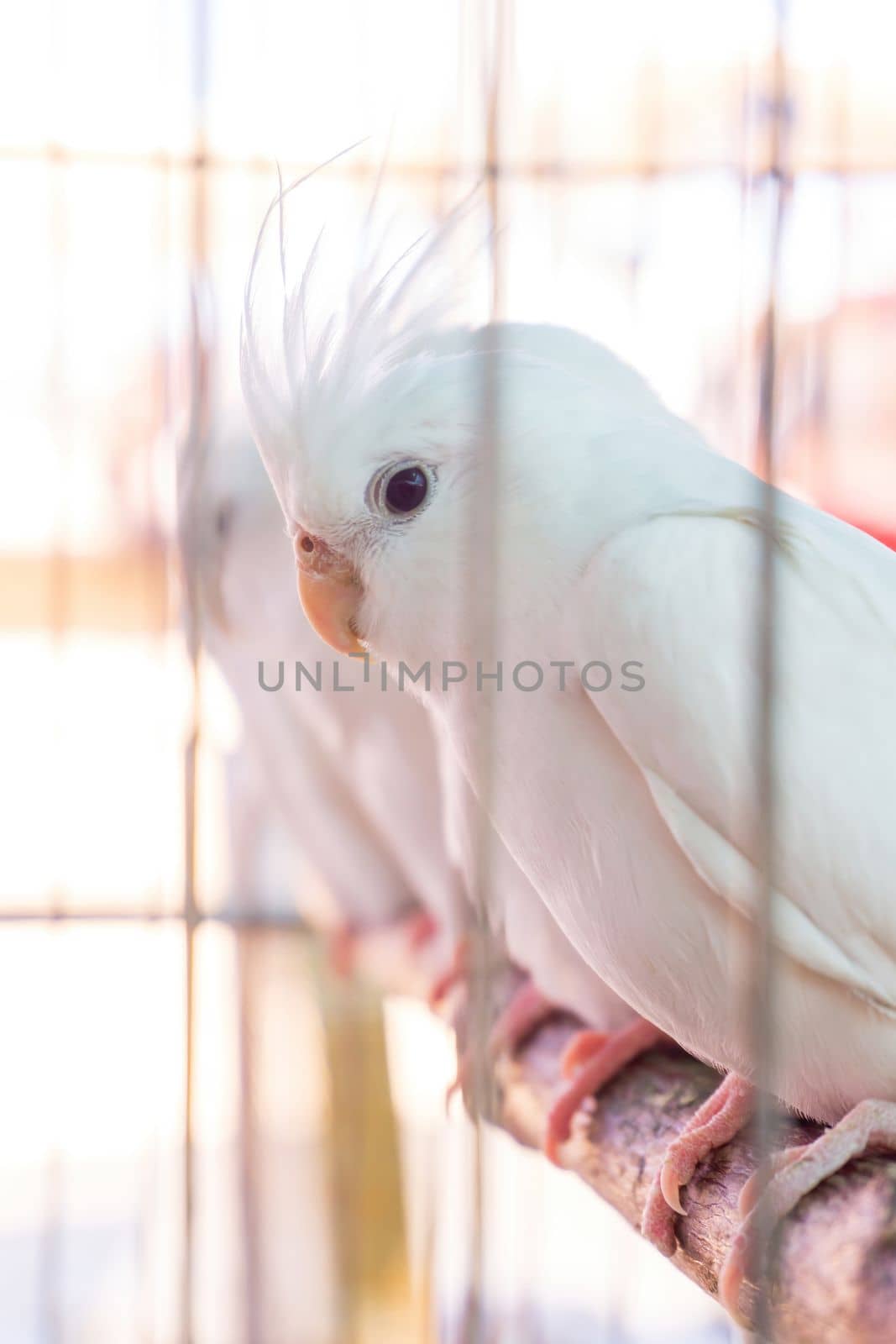 Little white parrots with crests in a cage close up