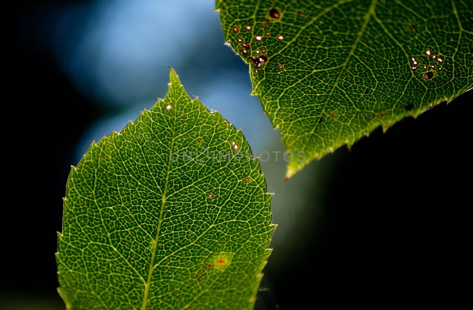 Close-up of two rose leafs showing details of the internal structure