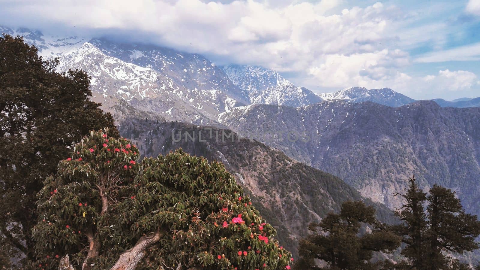 Mountain Peaks and Rhododendron Blossom in Dharamshala, India. High quality photo
