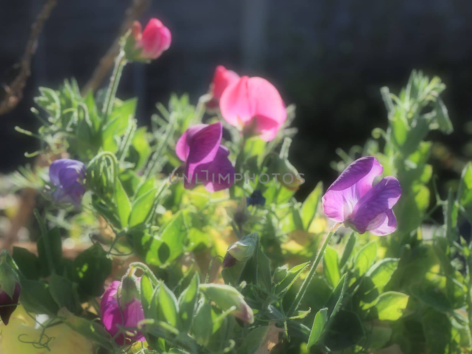 Purple and pink sweet pea flowers in soft focus