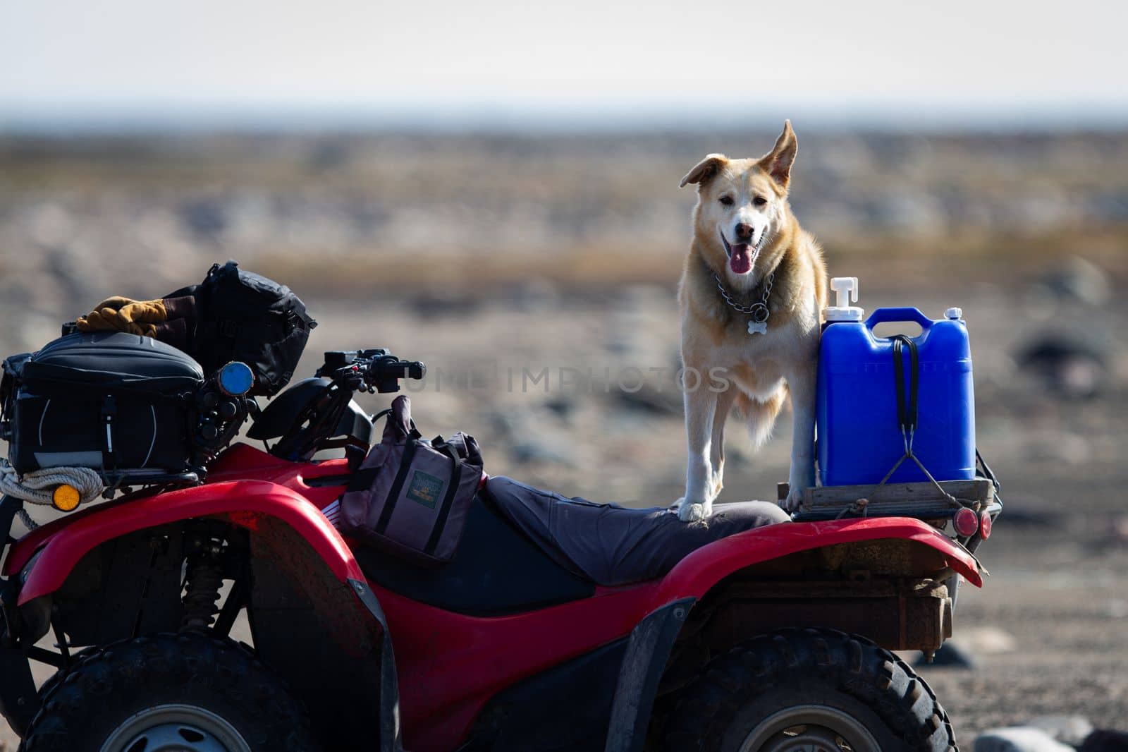 A yellow Labrador dog stands on an all-terrain vehicle ready to go riding by Granchinho