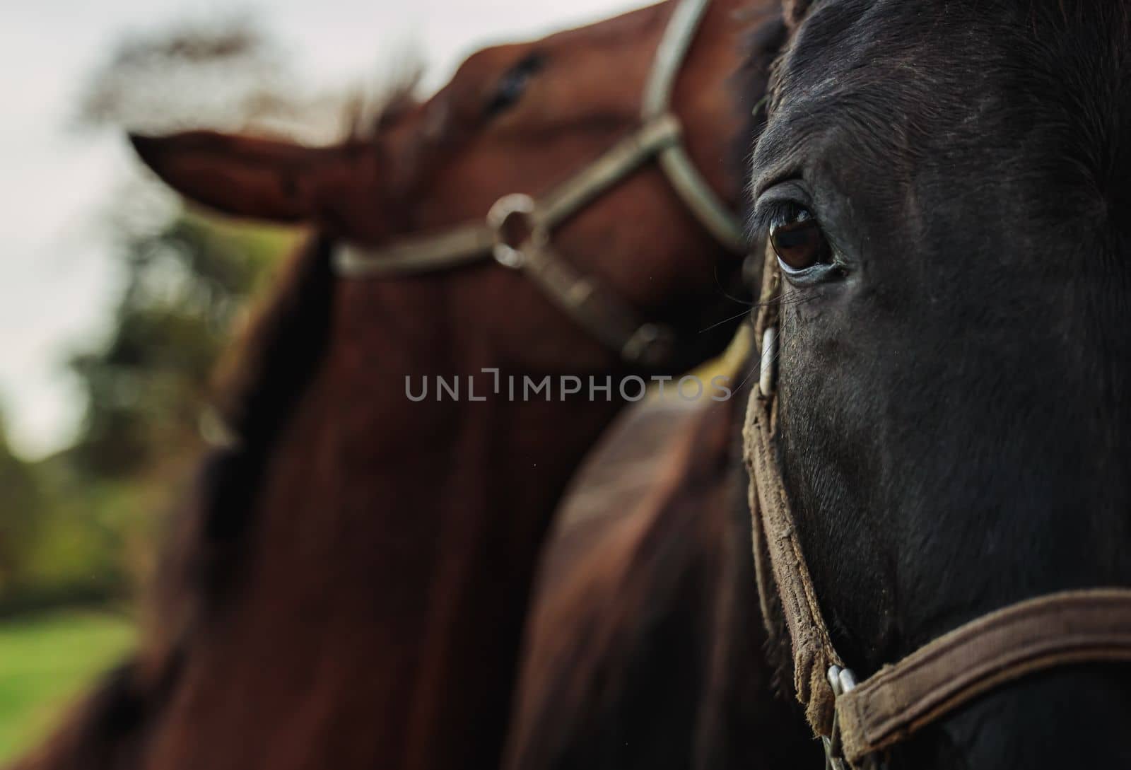 Mare and her foal. Horse with foal. Focus on horse eye. Horse close-up photo