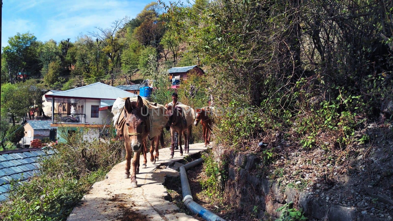 Donkeys Carry Heavy Load on Narrow Road, Dharamshala, India by SweCreatives