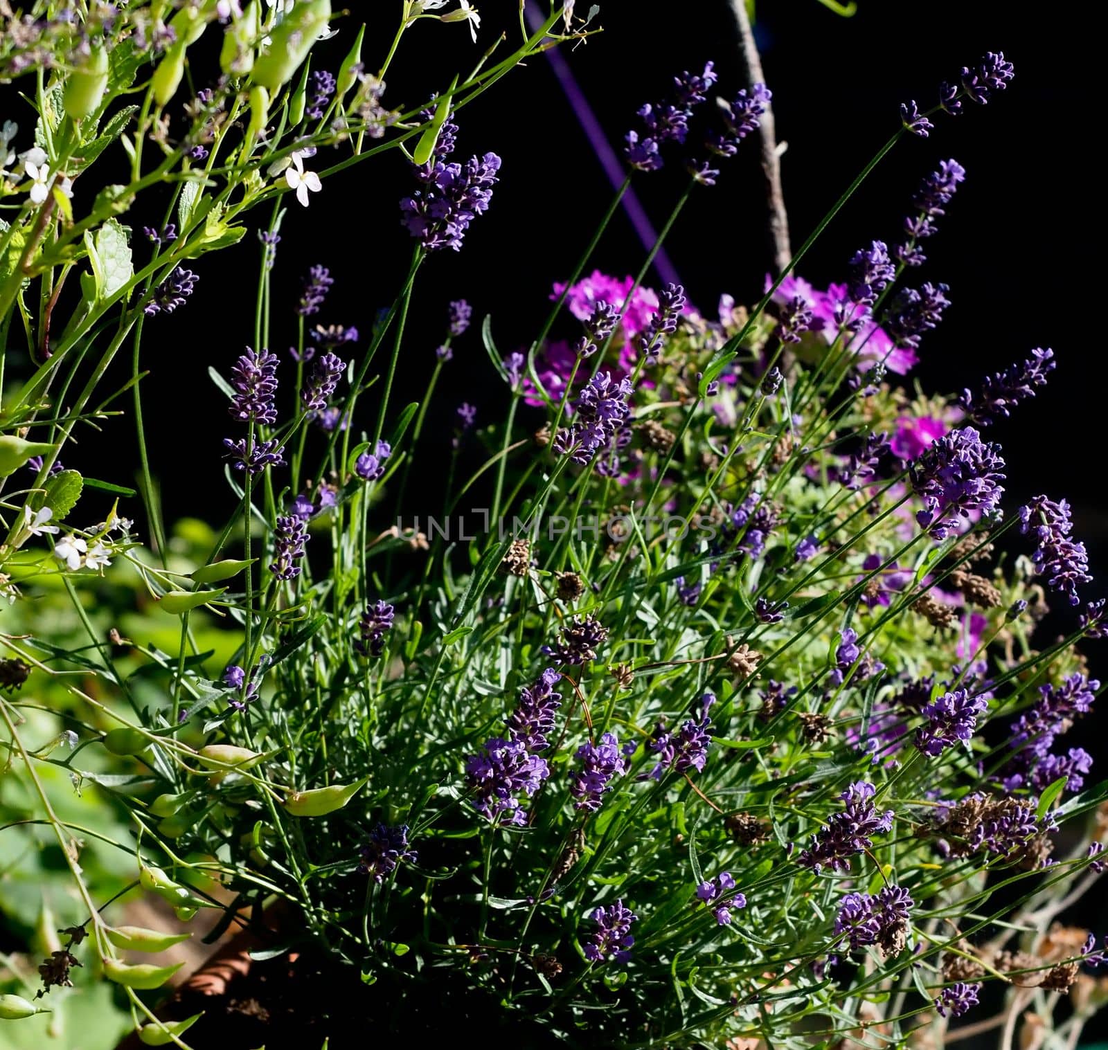 Deep purple vivid flowers highlighted against a dark background