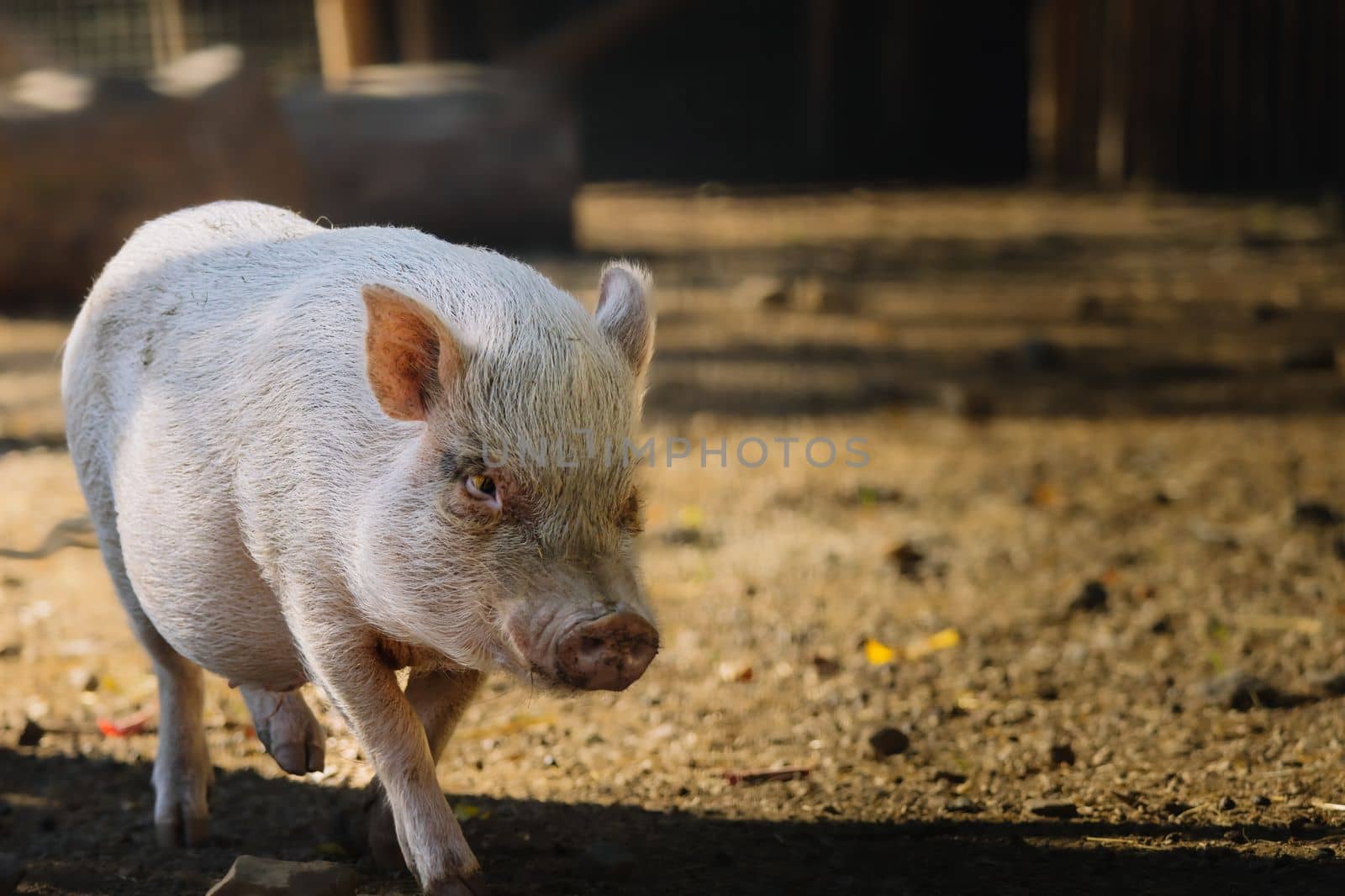 Close up at Cute little baby pig at organic farm. High quality photo