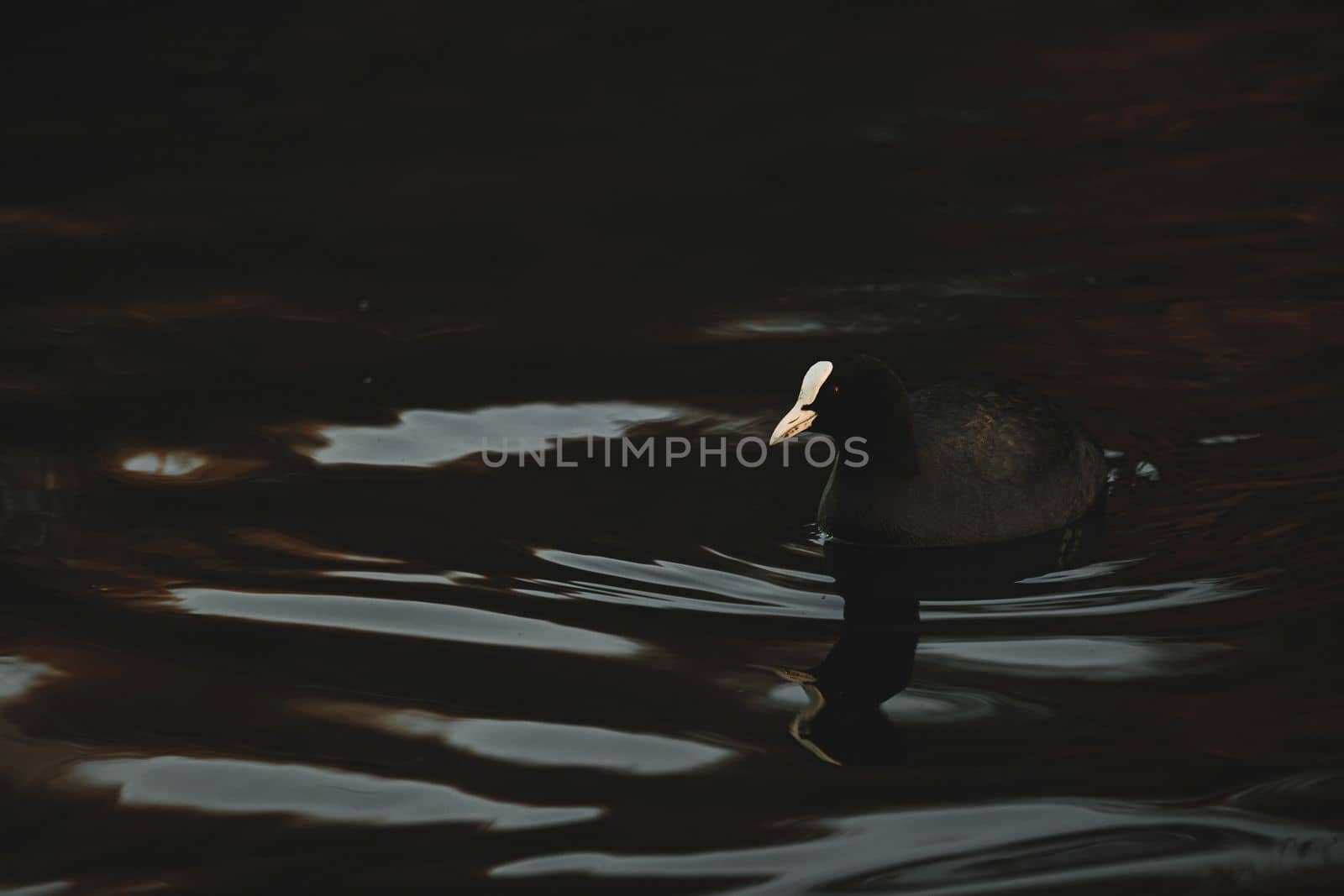 Closeup of water bird Eurasian Coot Fulica Atra swimming in the lake. Birds of Europe