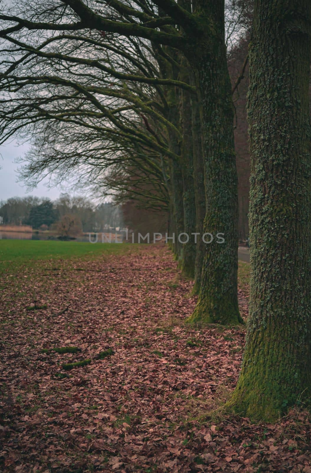 Rows of trees lining long empty park path in the autumn fall. High quality photo