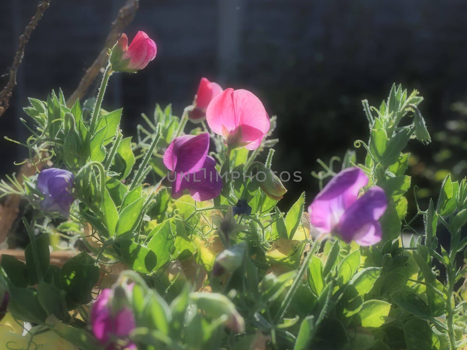Purple and pink sweet pea flowers in soft focus