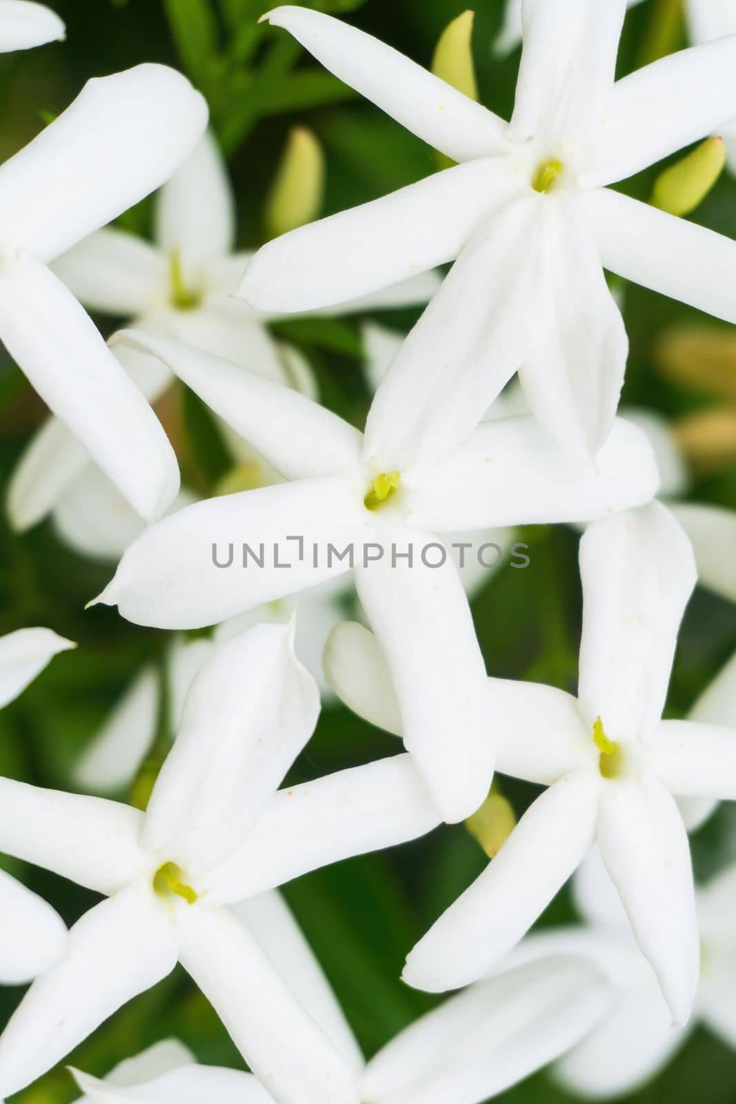 White Azores jasmine flowers on a branch close up