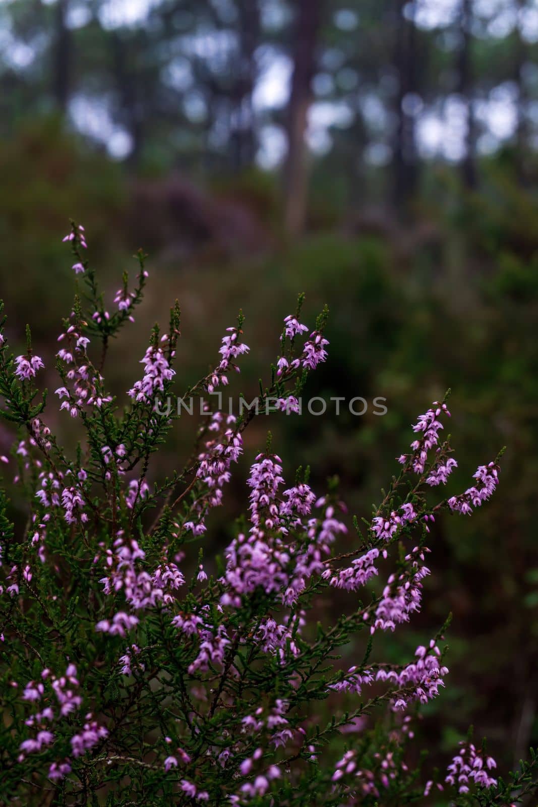 Gentle pink heather flowers in a forest close up