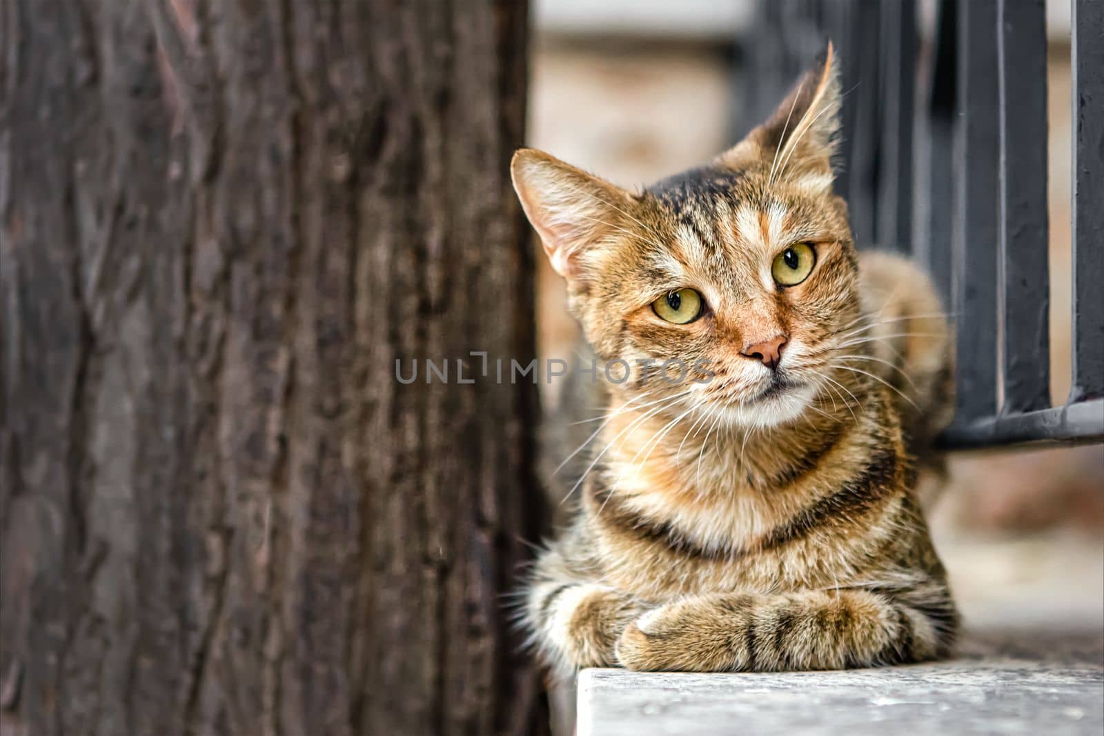 Brown-striped spotted cat lies on street fence in sphinx pose and looks into camera, close-up, copy space