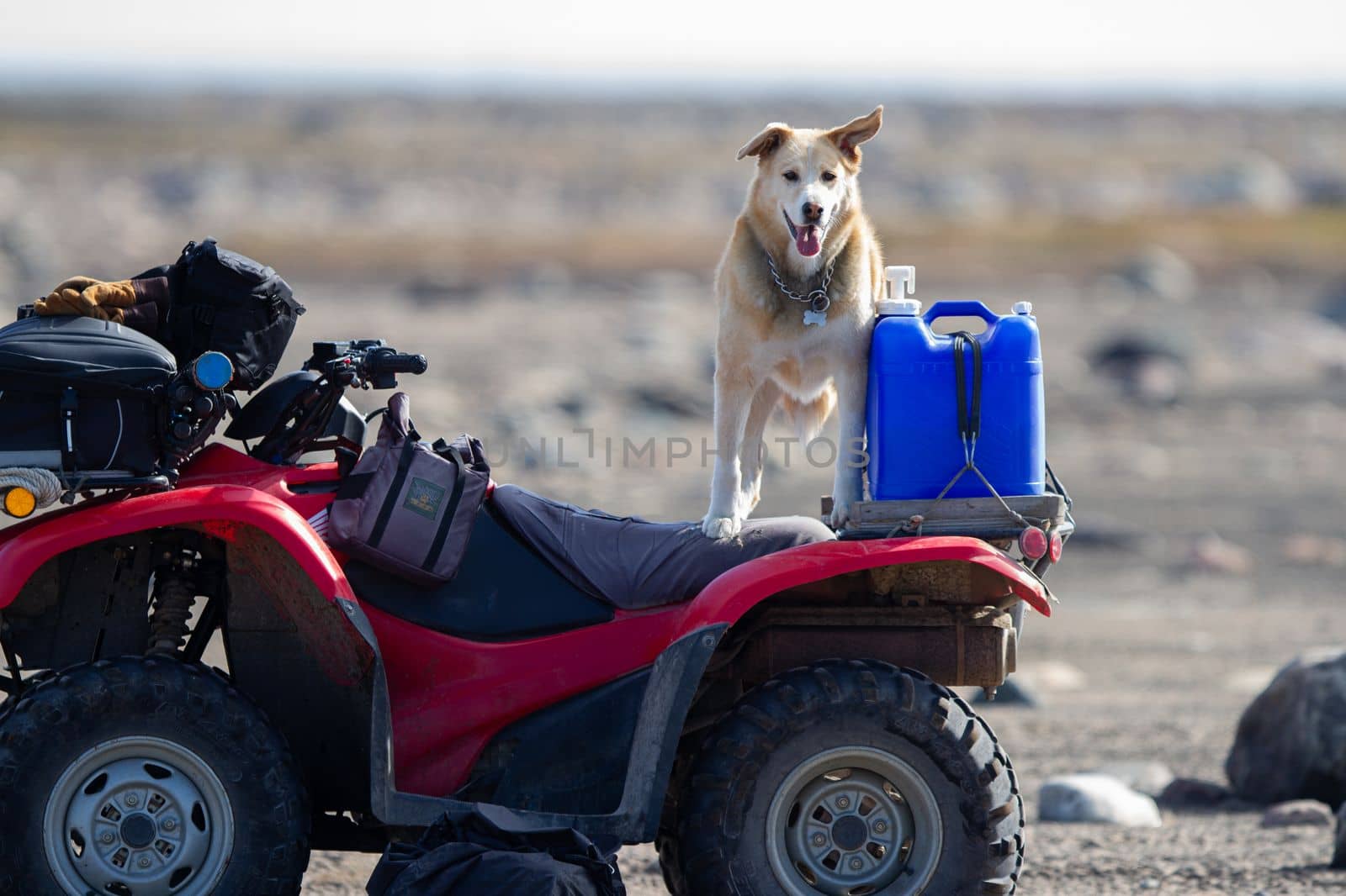 A yellow Labrador dog stands on an all-terrain vehicle or quad or ATV ready to go riding
