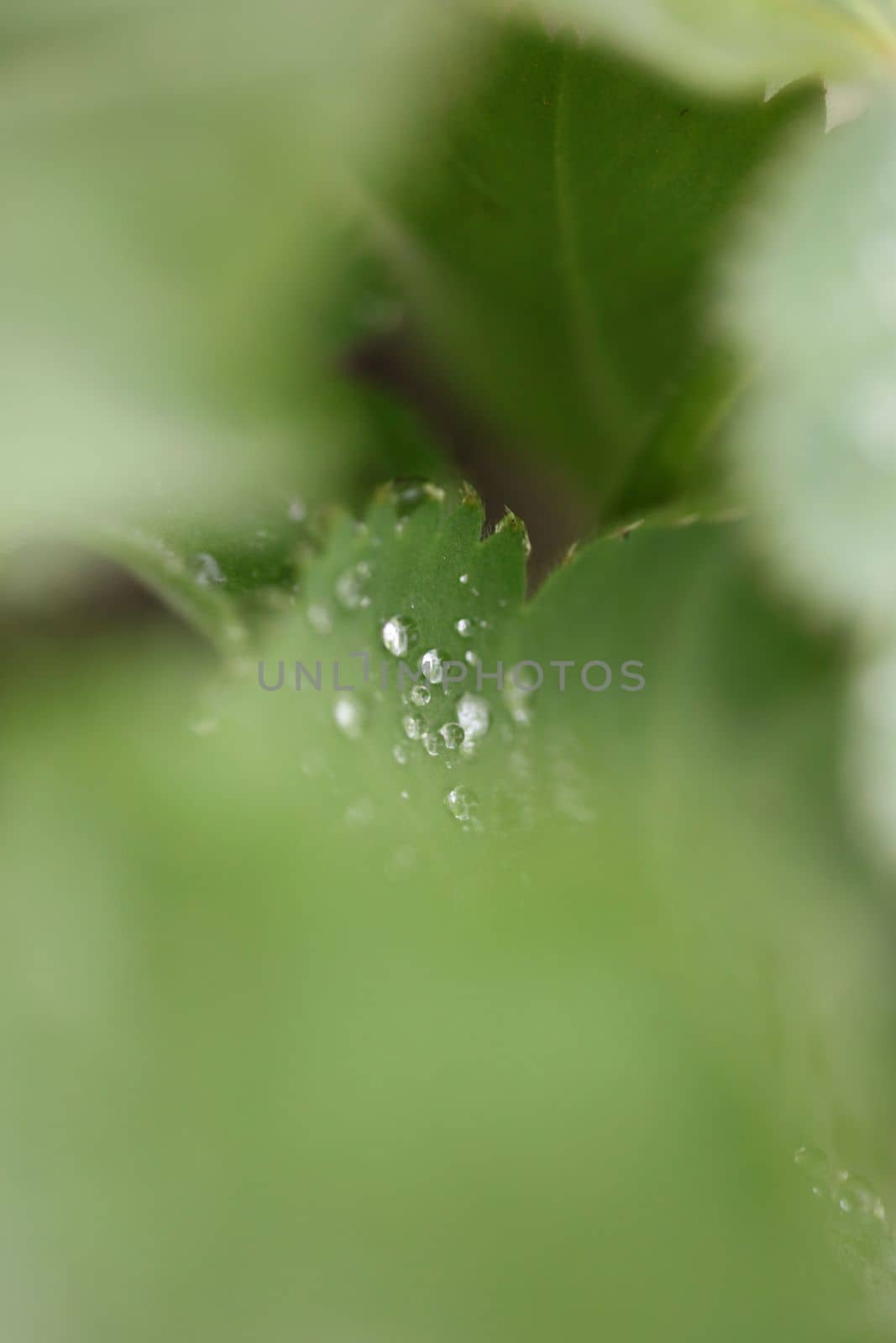 Winter rain droplets in grass leaves background close up nature exploration big size high quality prints