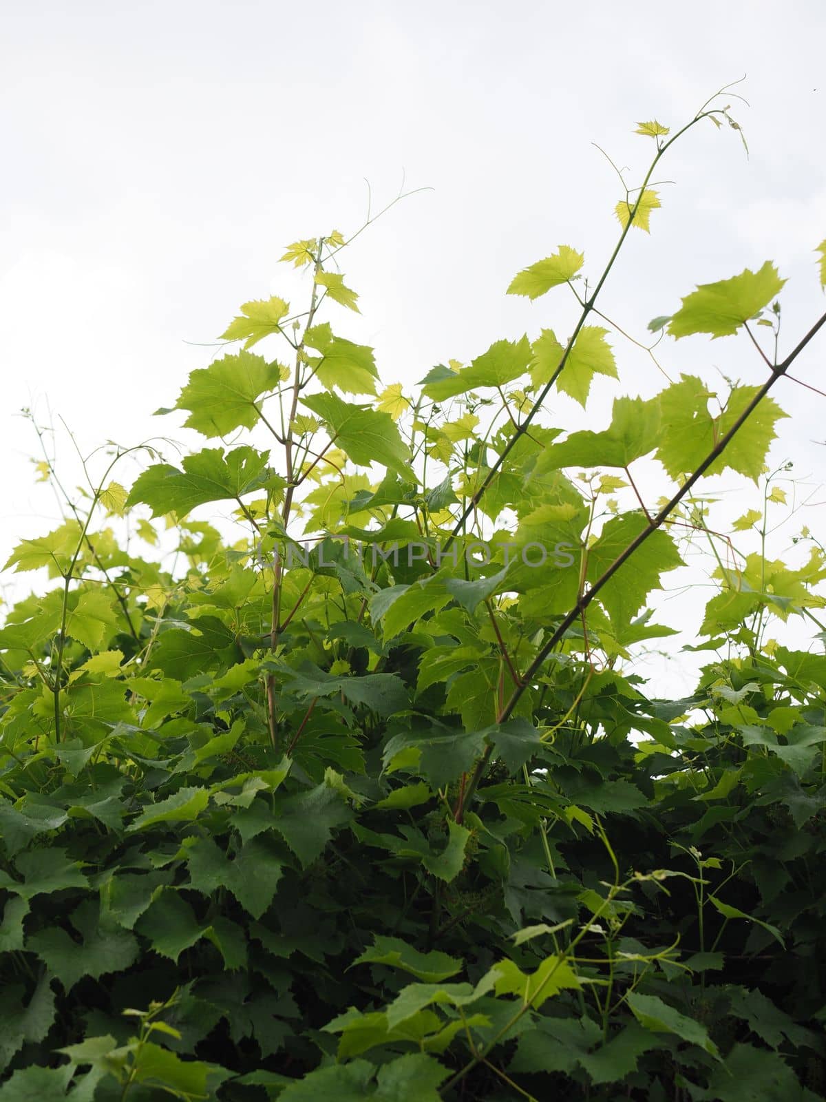 Fresh growth of a vine bush in garden