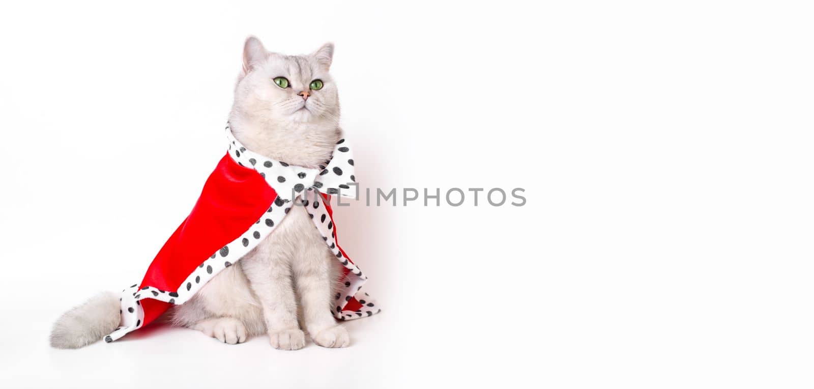 A wide banner with luxurious calm white cat with green eyes in a red royal mantle , sitting on a white background. Copy space